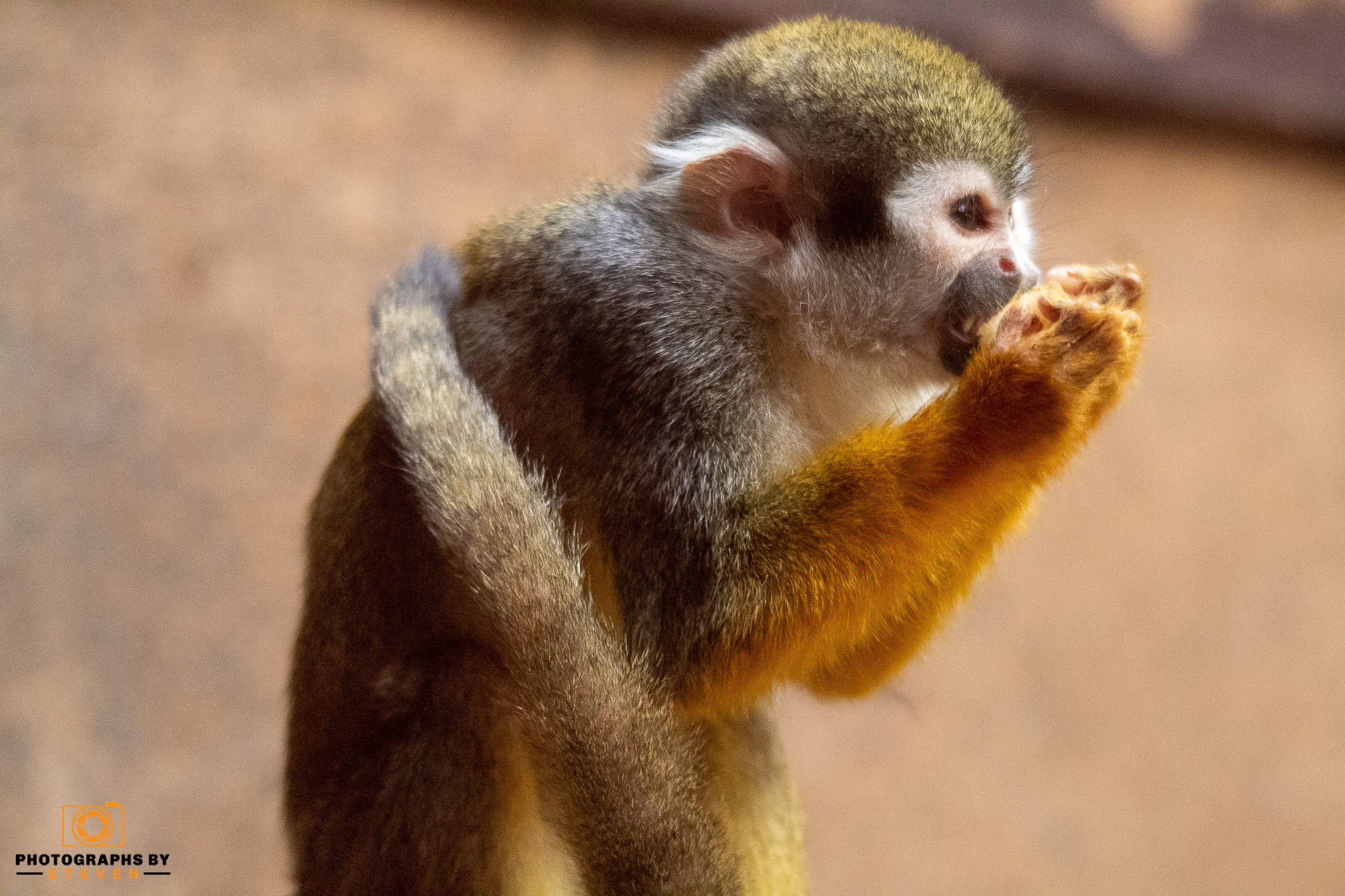 monkey wildlife mammal animal 