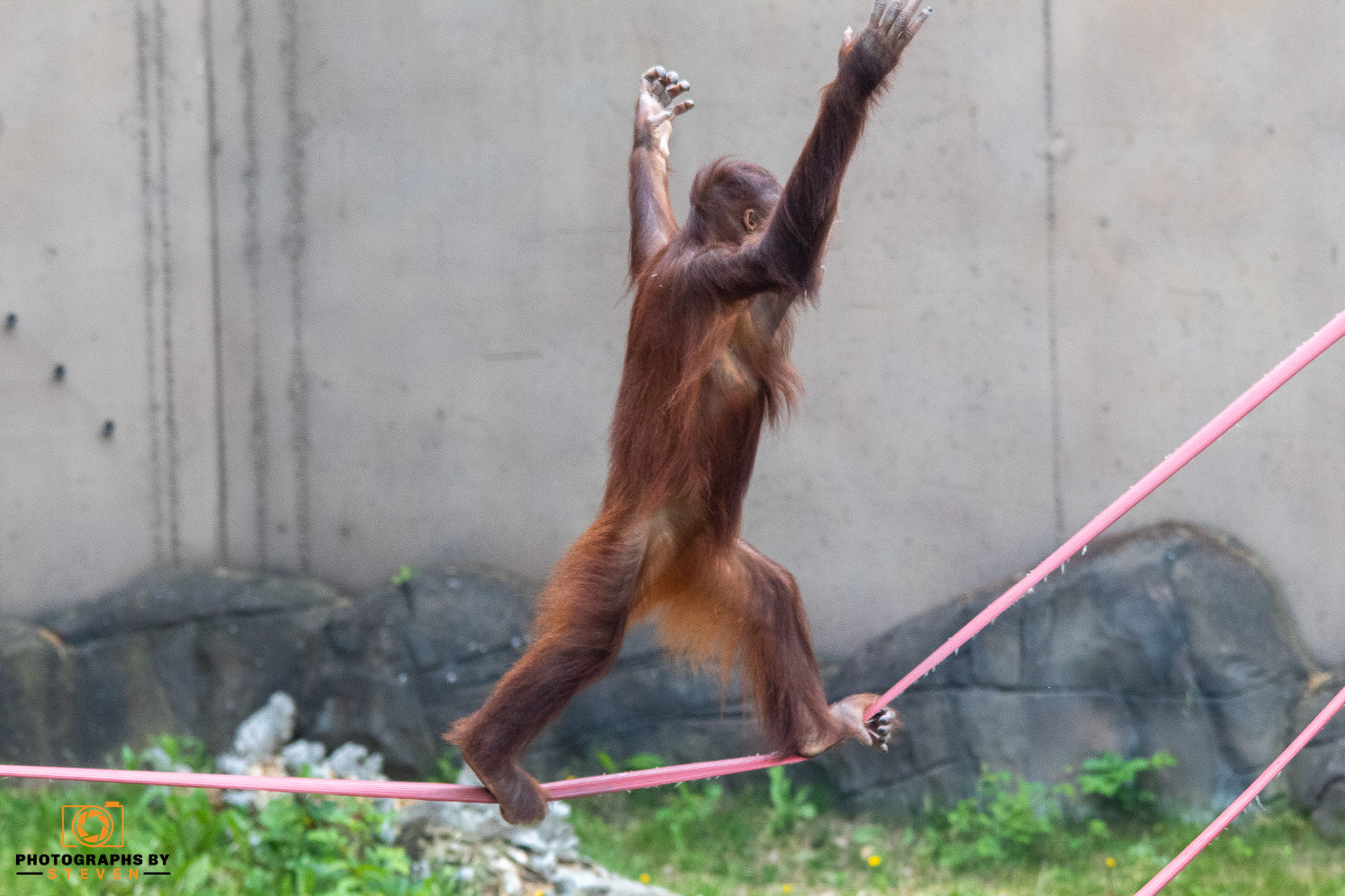 zoo animal orangutan wildlife mammal ape 