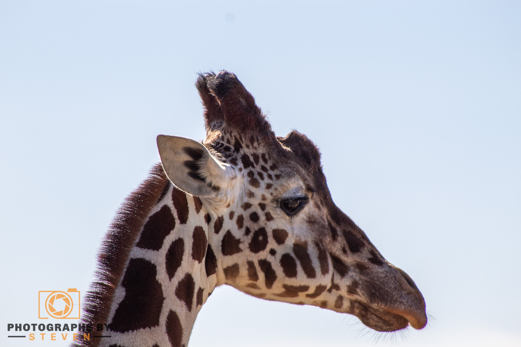 giraffe wildlife mammal animal 