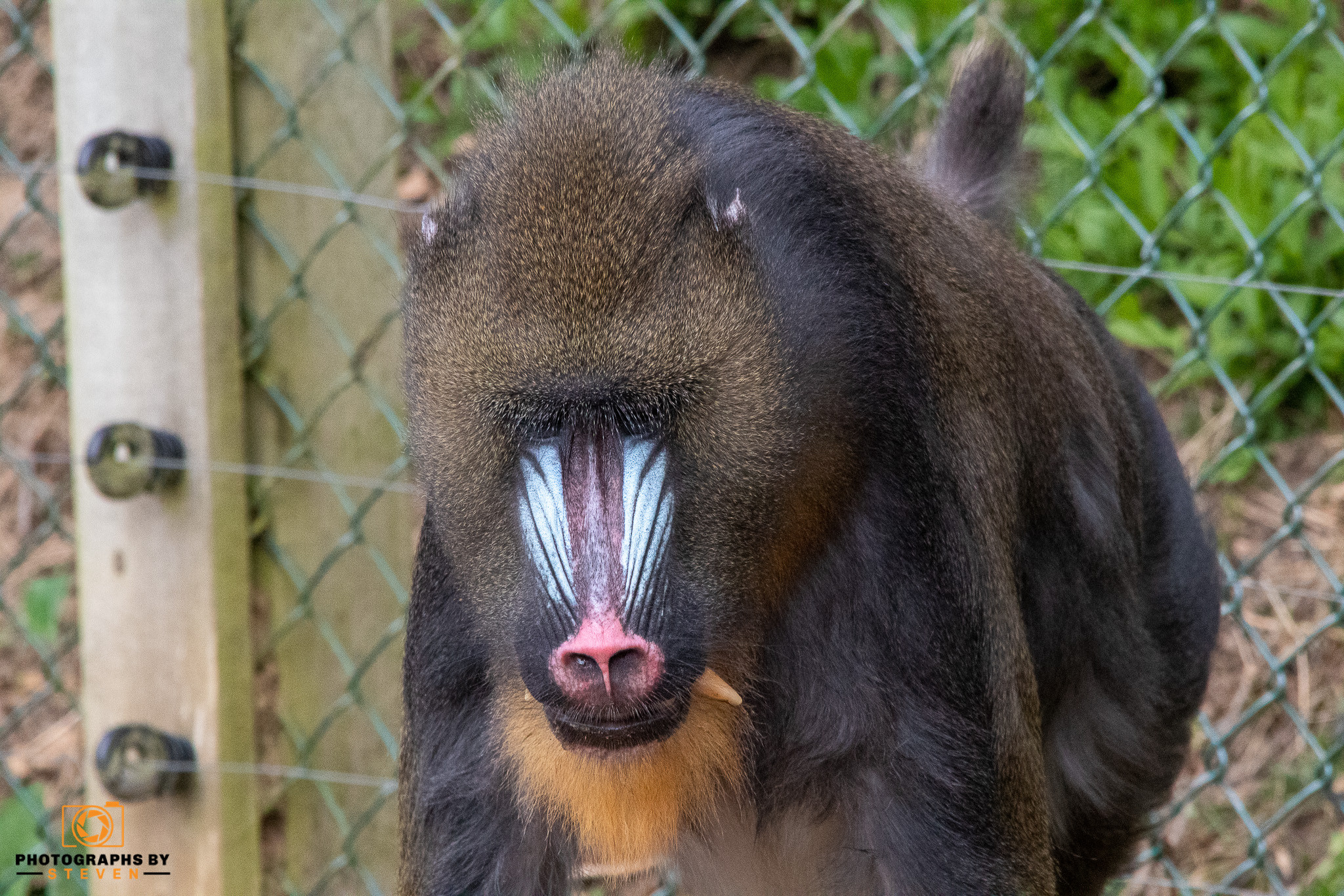 monkey wildlife animal mammal baboon pig 