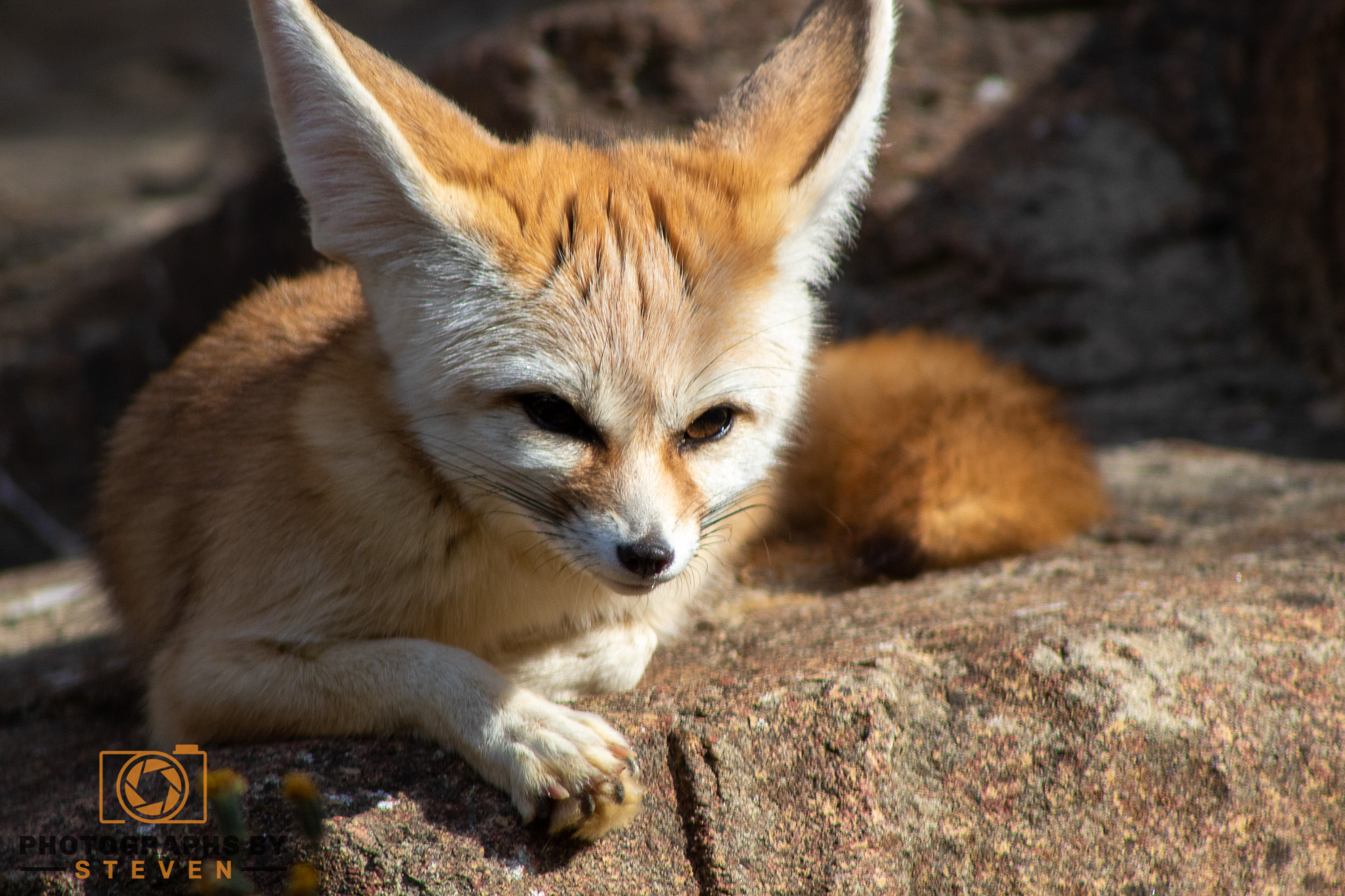 fennec fox wildlife animal mammal canine 