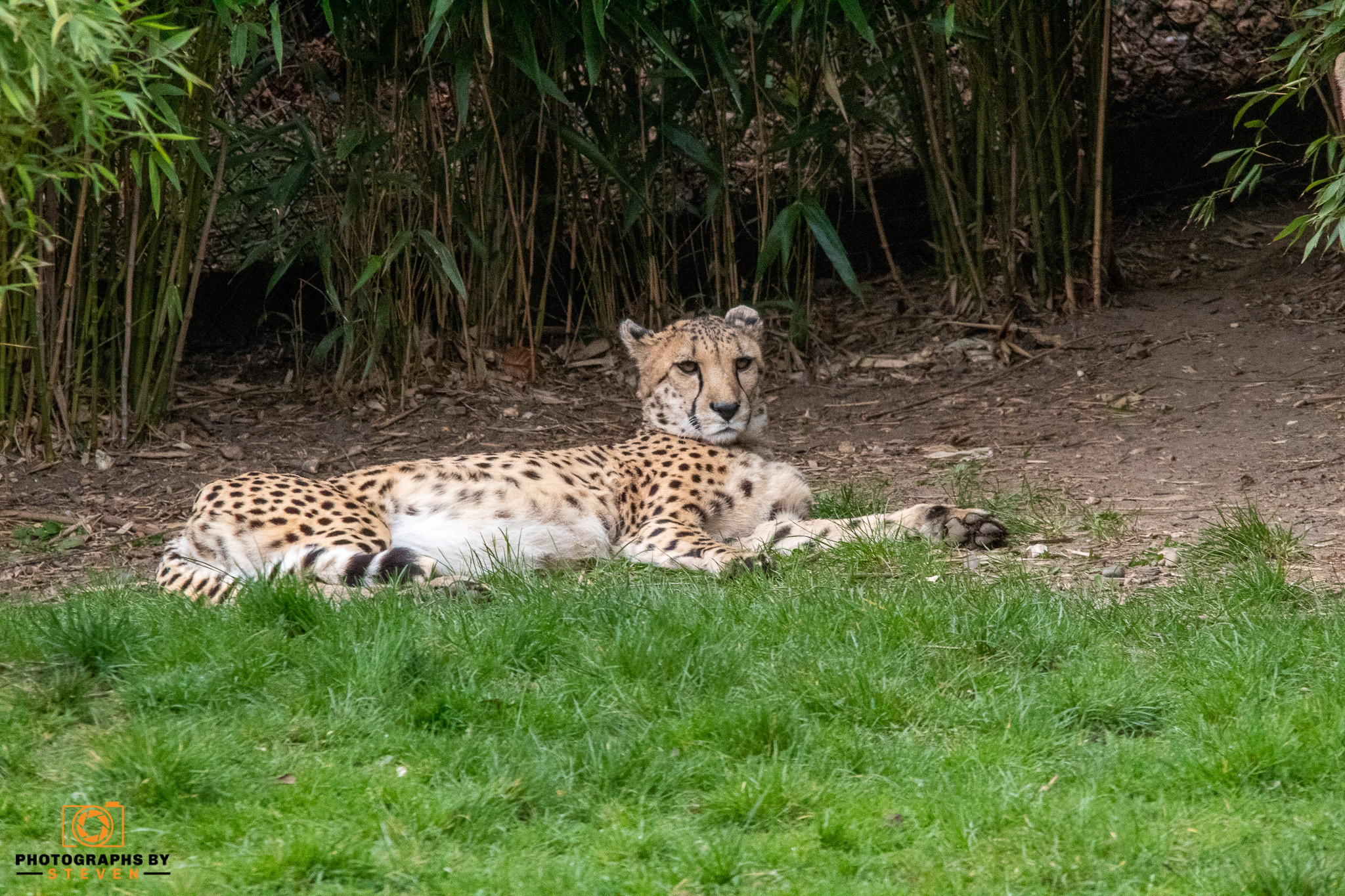 cheetah animal mammal wildlife zoo 