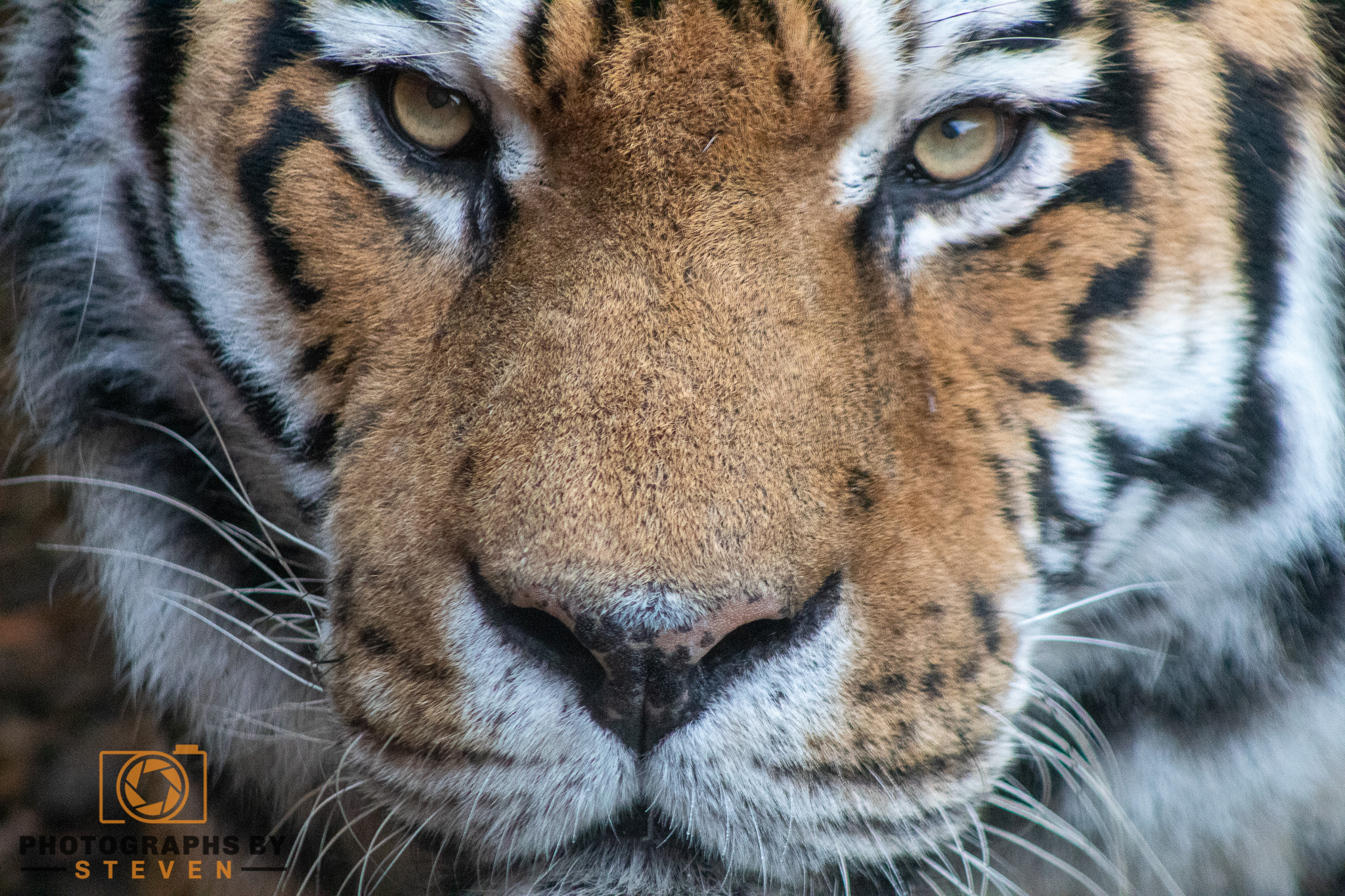Close up of a Tiger