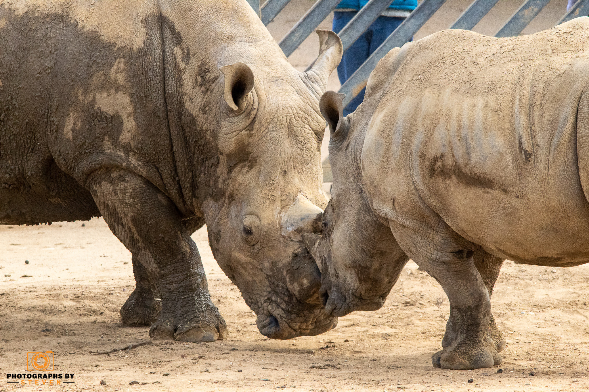 pig animal mammal rhino wildlife 