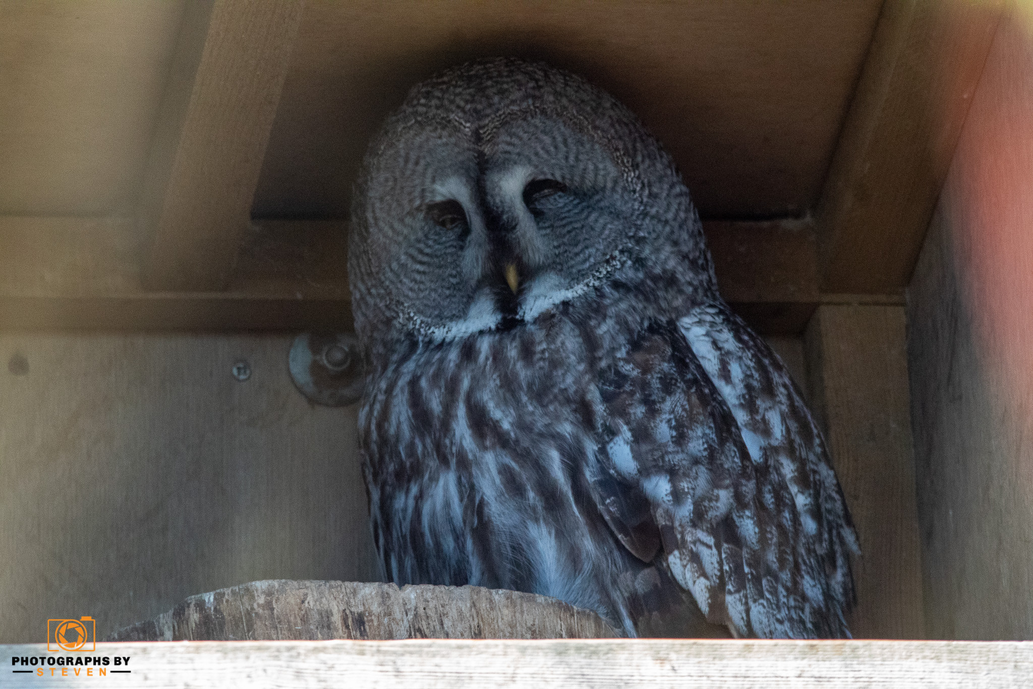 owl bird animal 