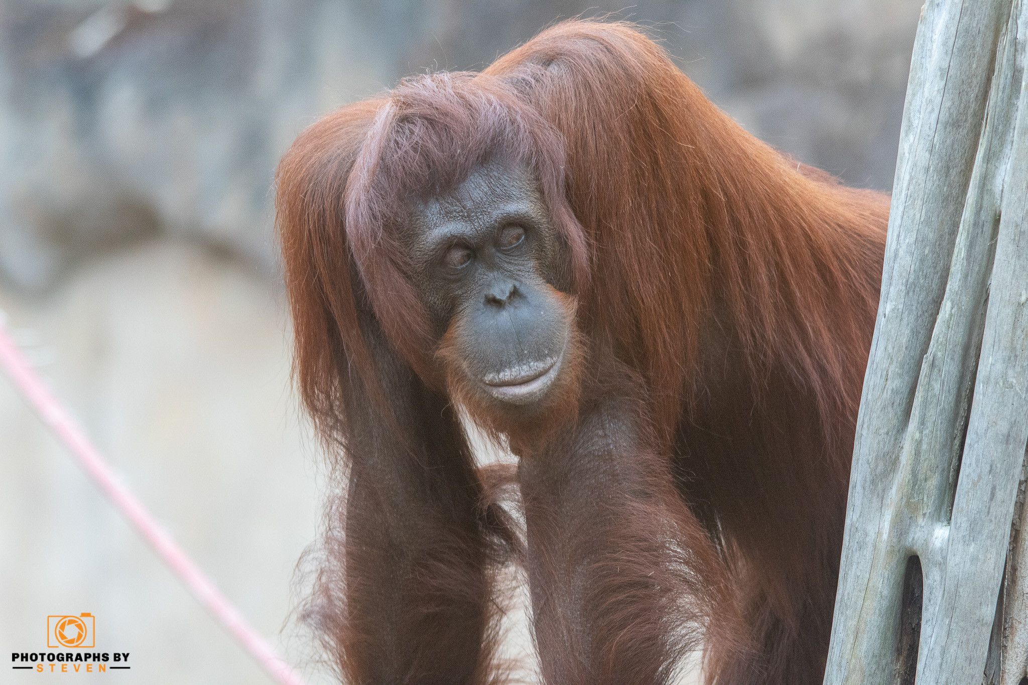 orangutan mammal wildlife animal 