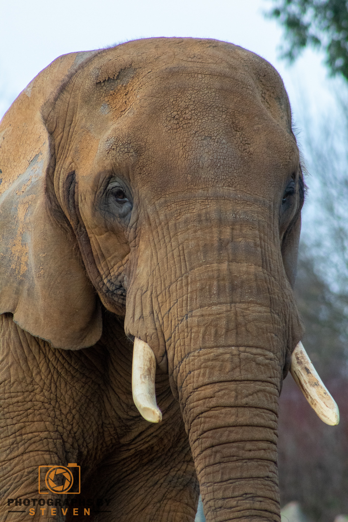 elephant wildlife mammal animal 