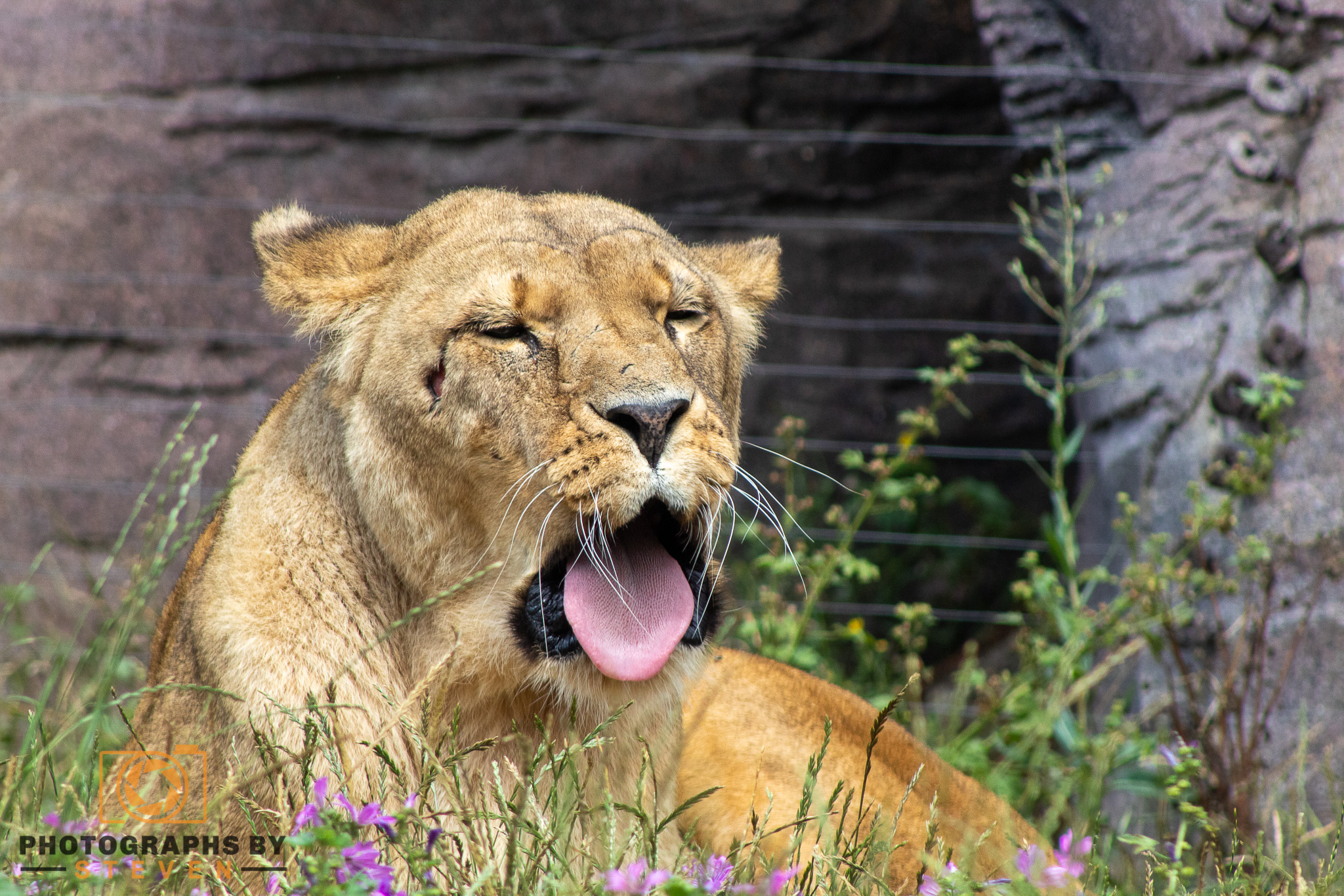 lion animal wildlife mammal 