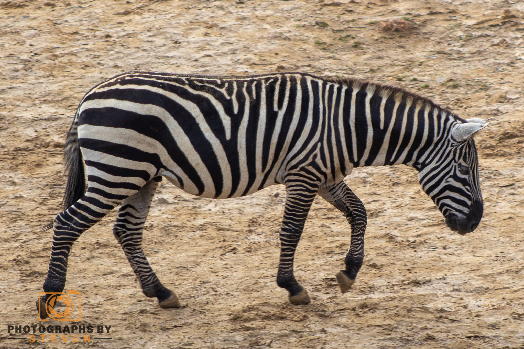 zebra wildlife mammal animal 