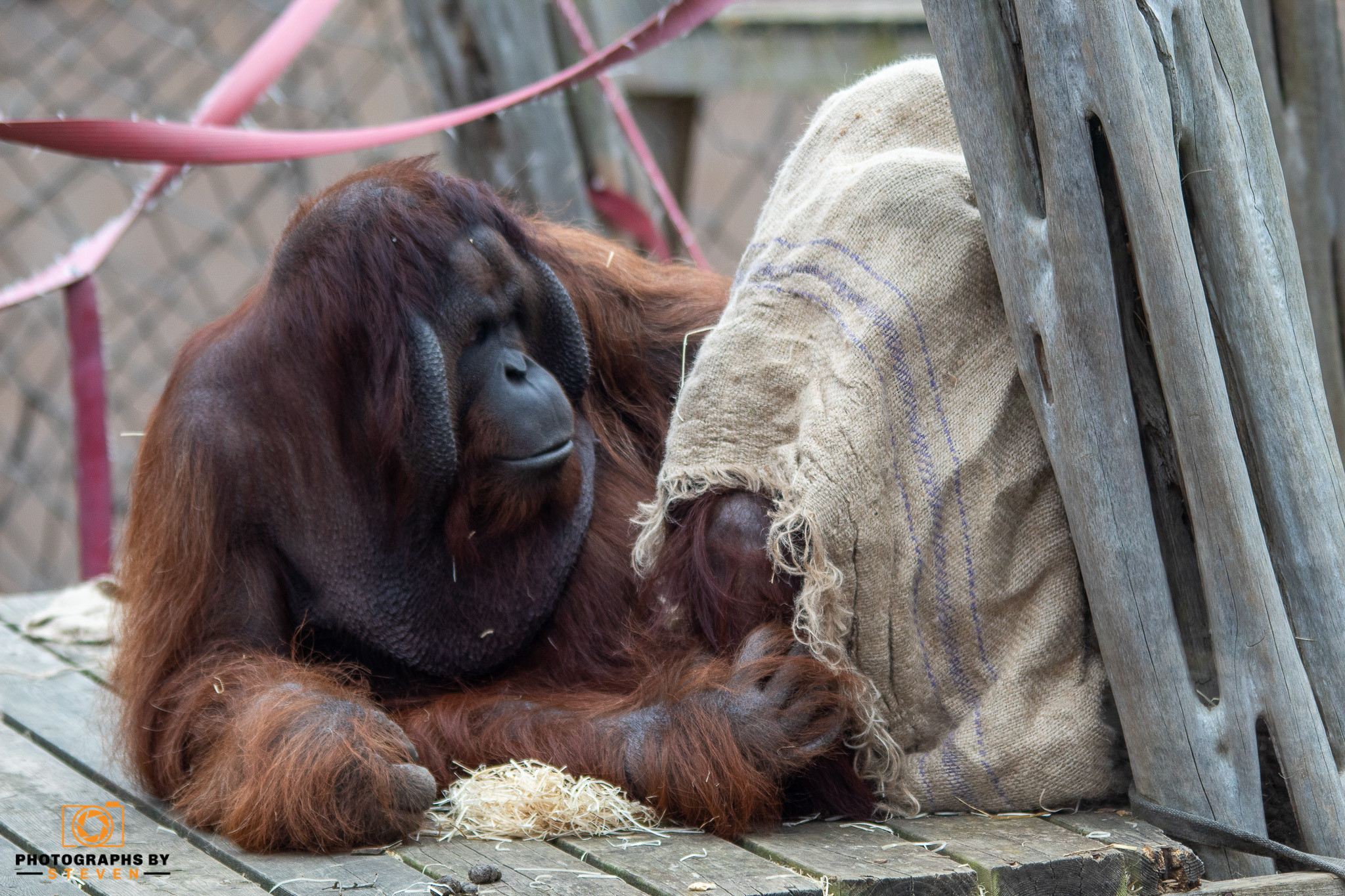 animal orangutan wildlife mammal 