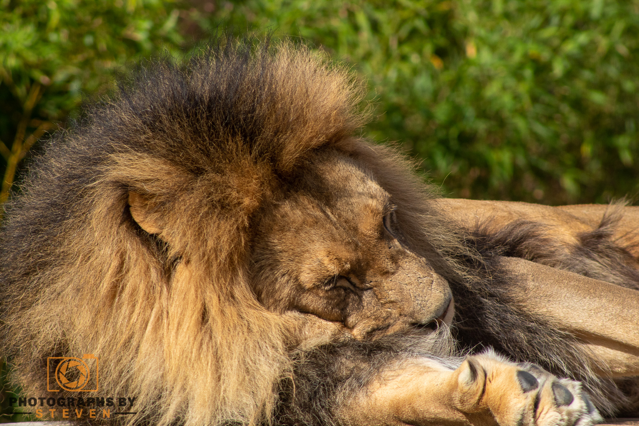 lion animal mammal wildlife 