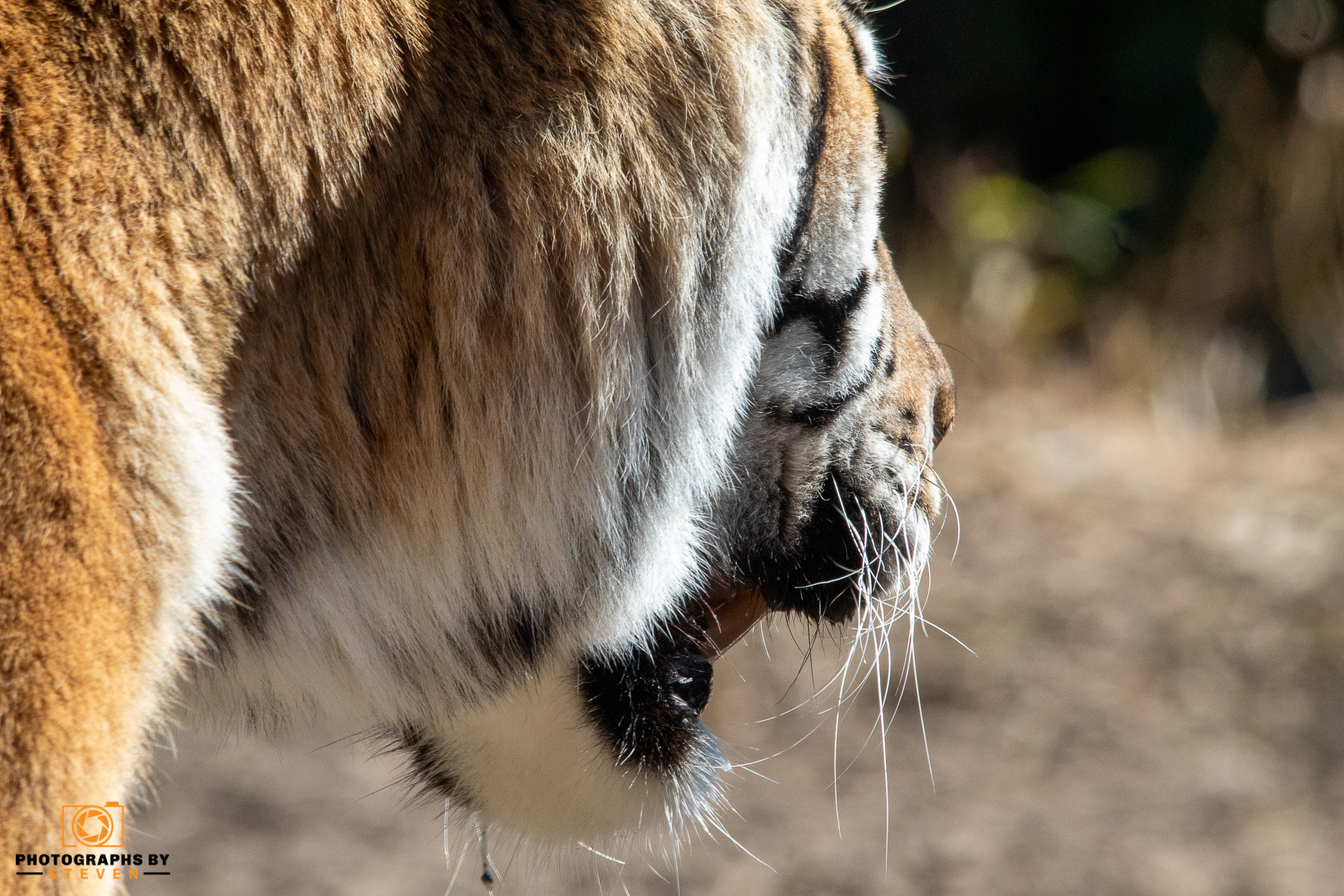 tiger mammal animal wildlife 