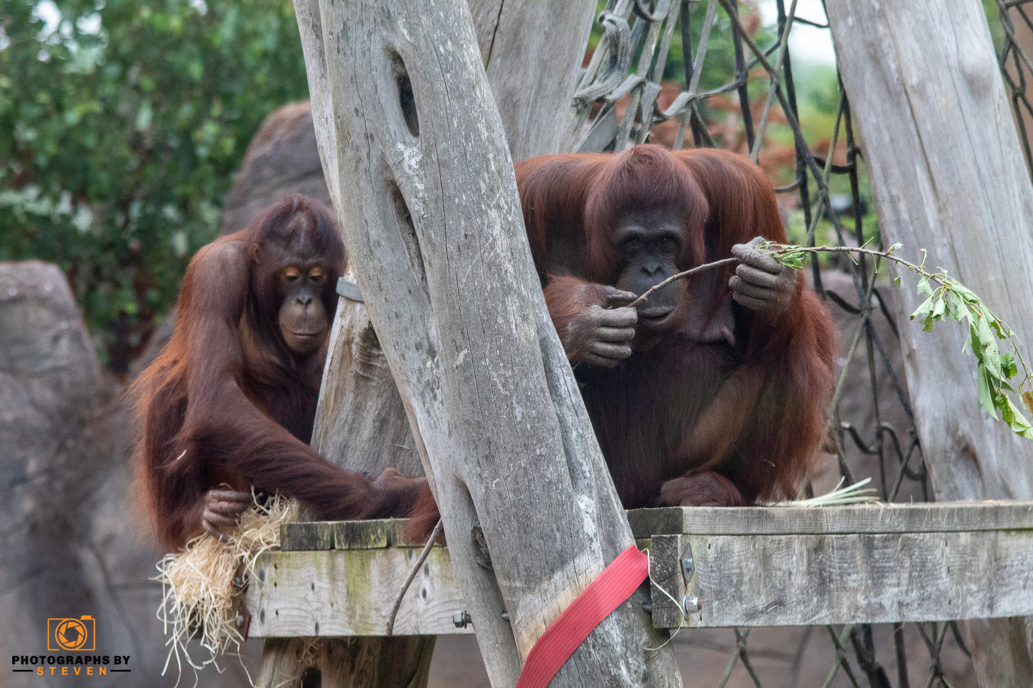 ape wildlife animal mammal orangutan 