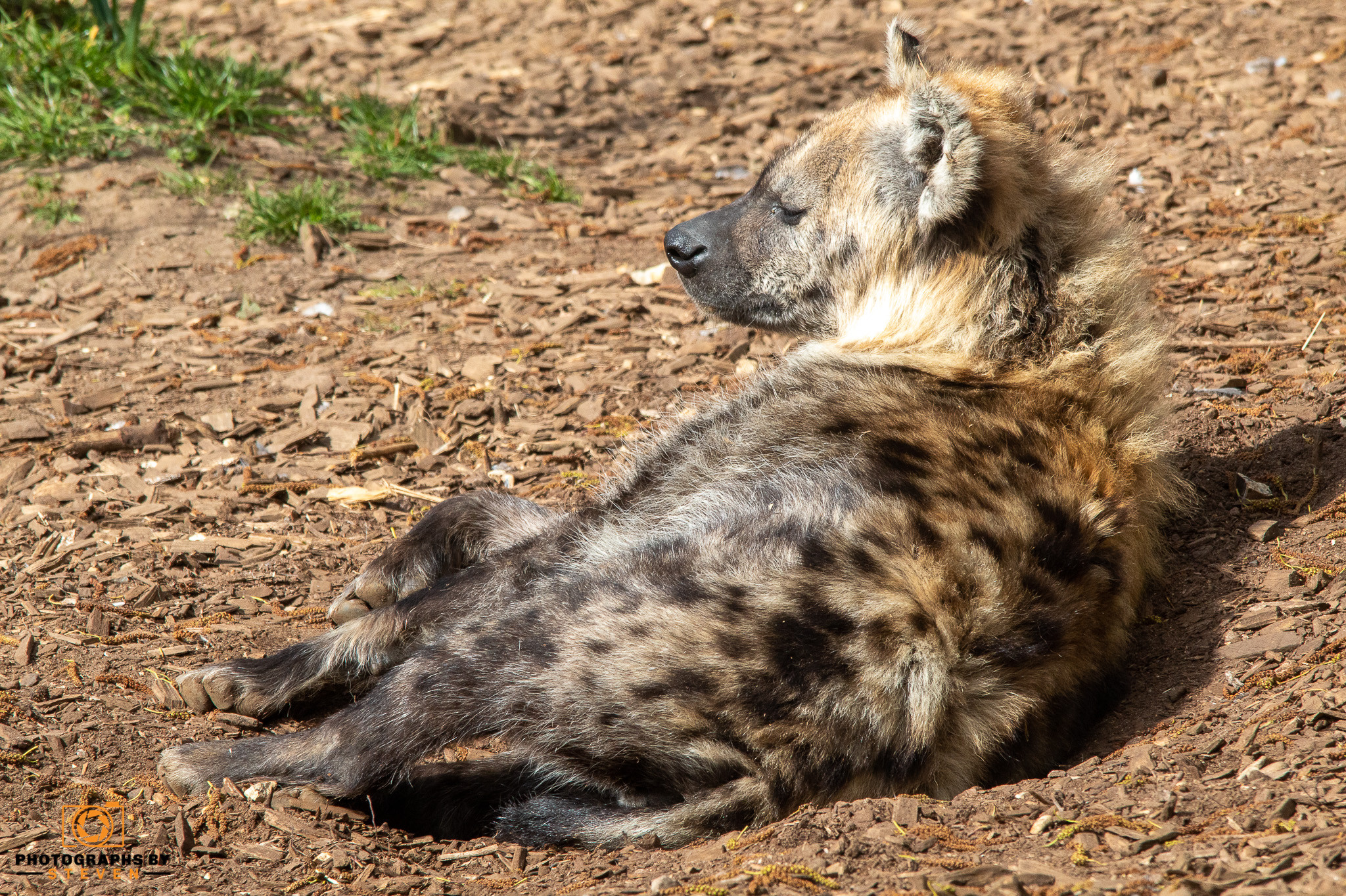 wildlife animal hyena mammal 