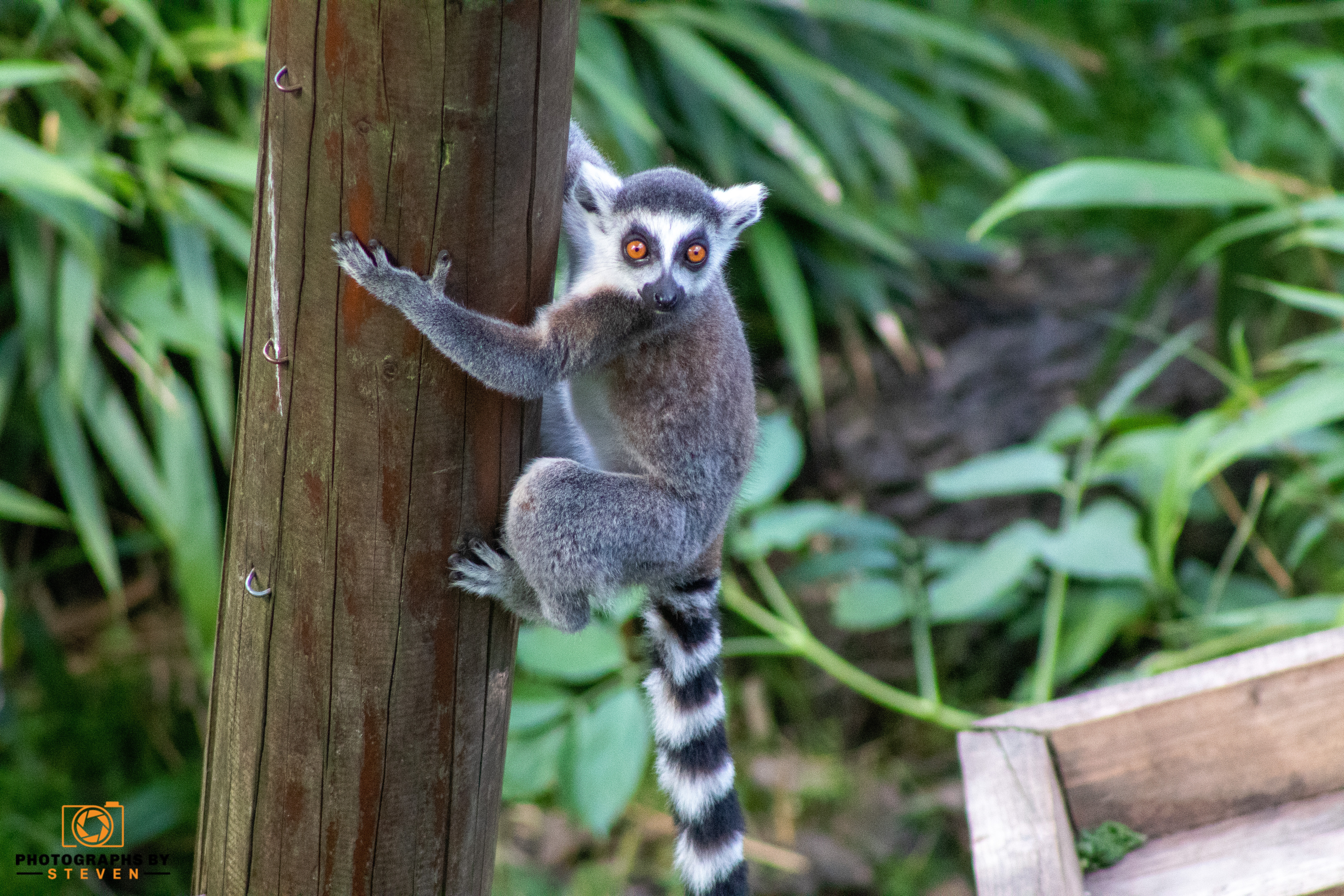 lemur wildlife mammal animal 