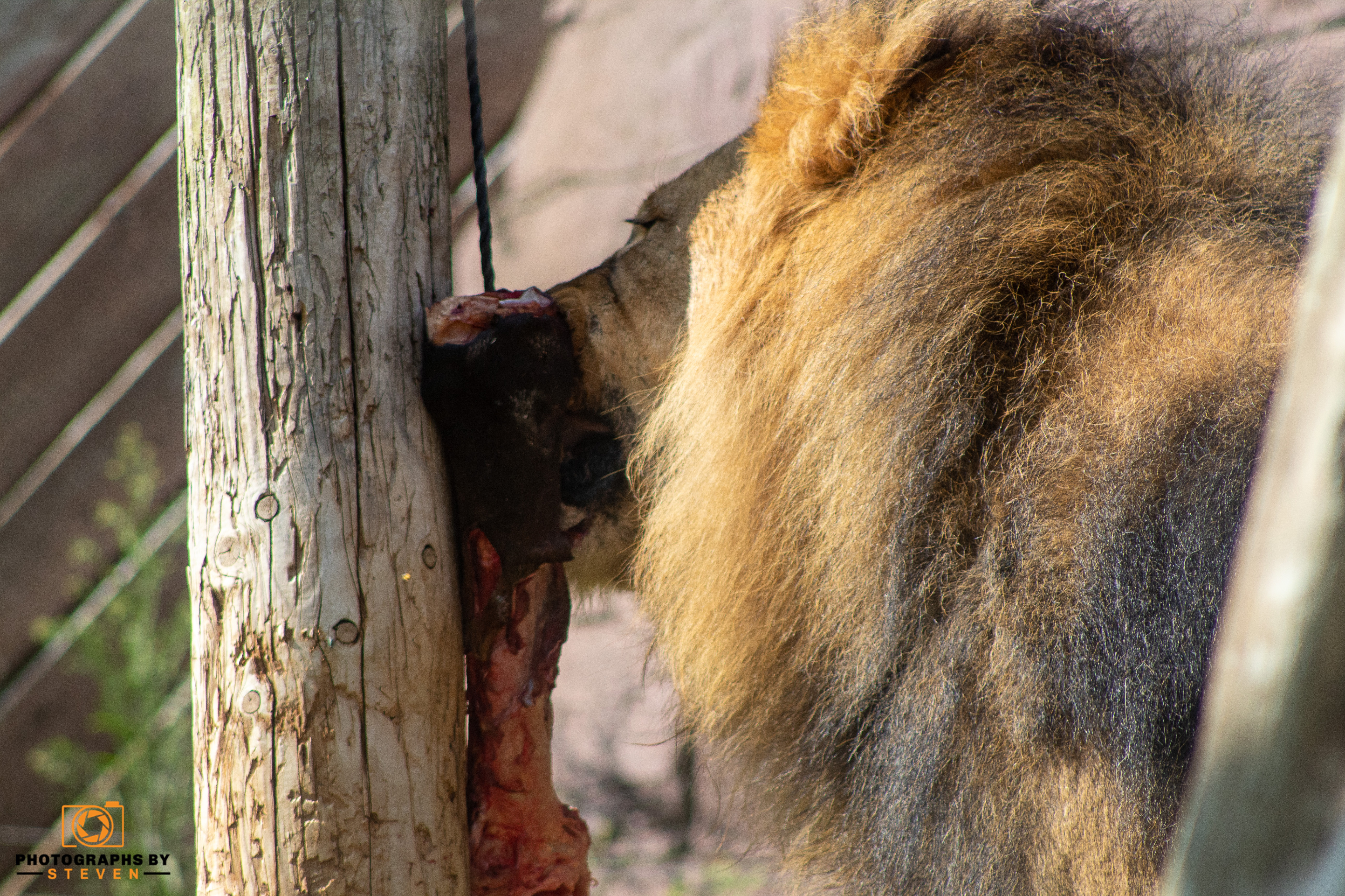 lion wildlife mammal animal 