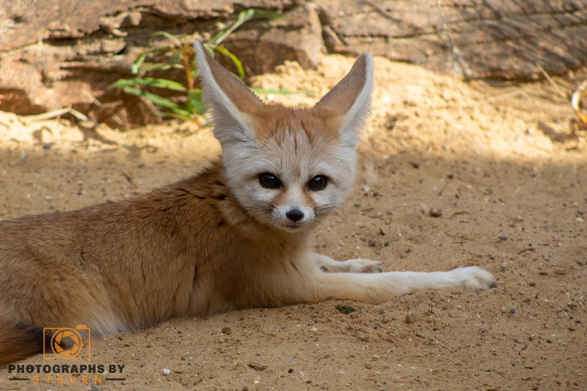 fennec fox wildlife animal canine mammal 