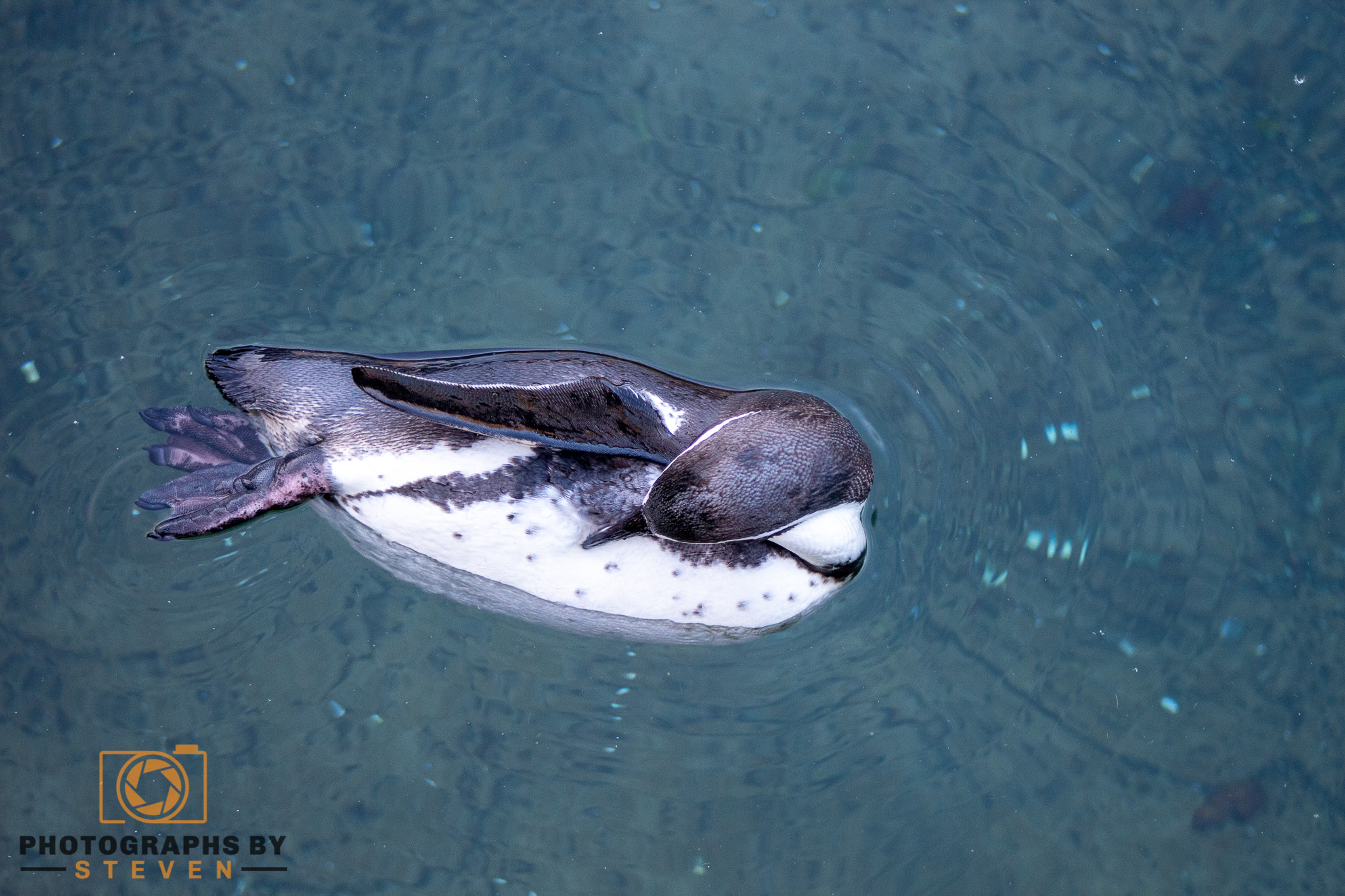 animal sea life 