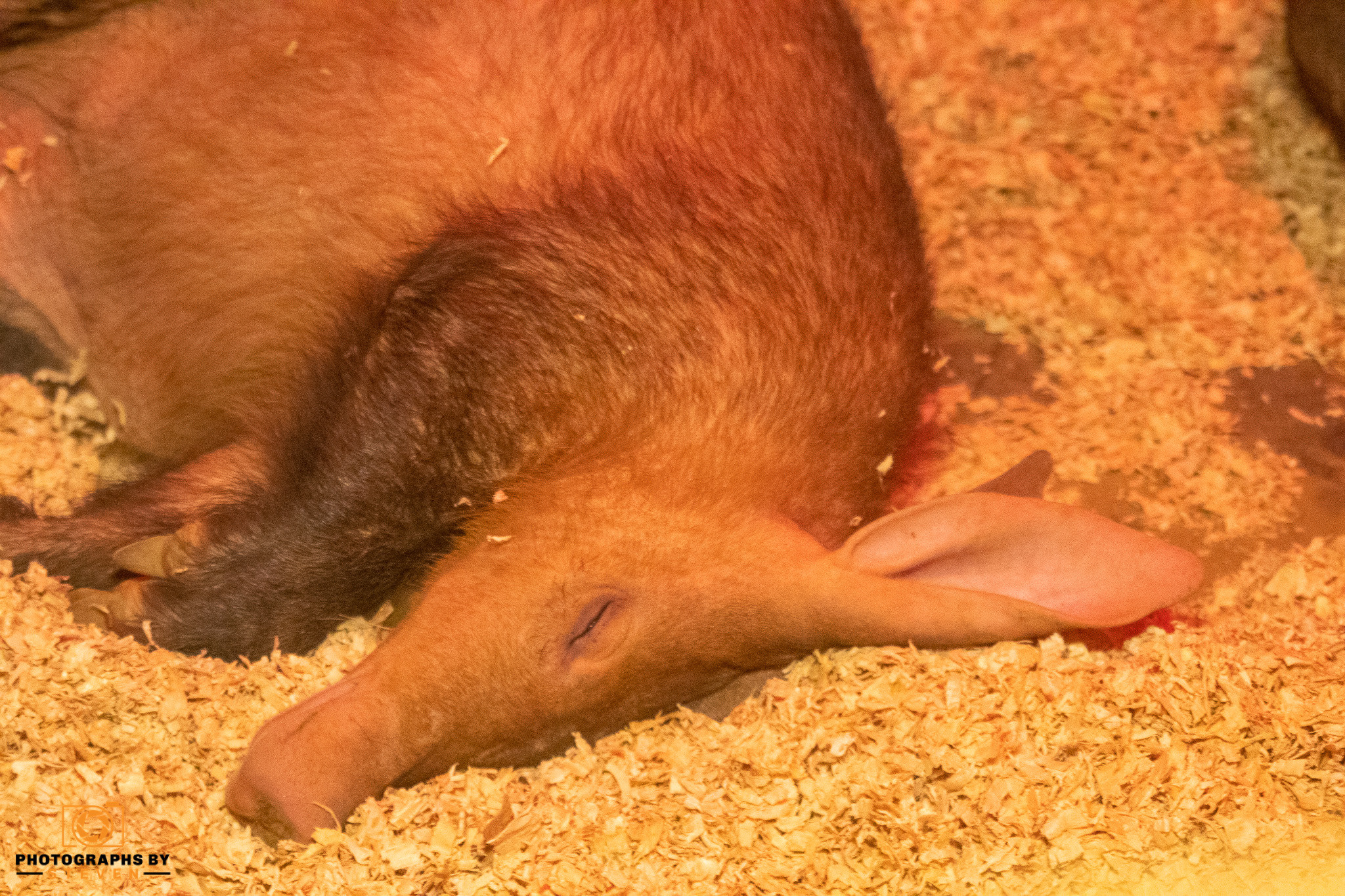 wildlife animal aardvark mammal 