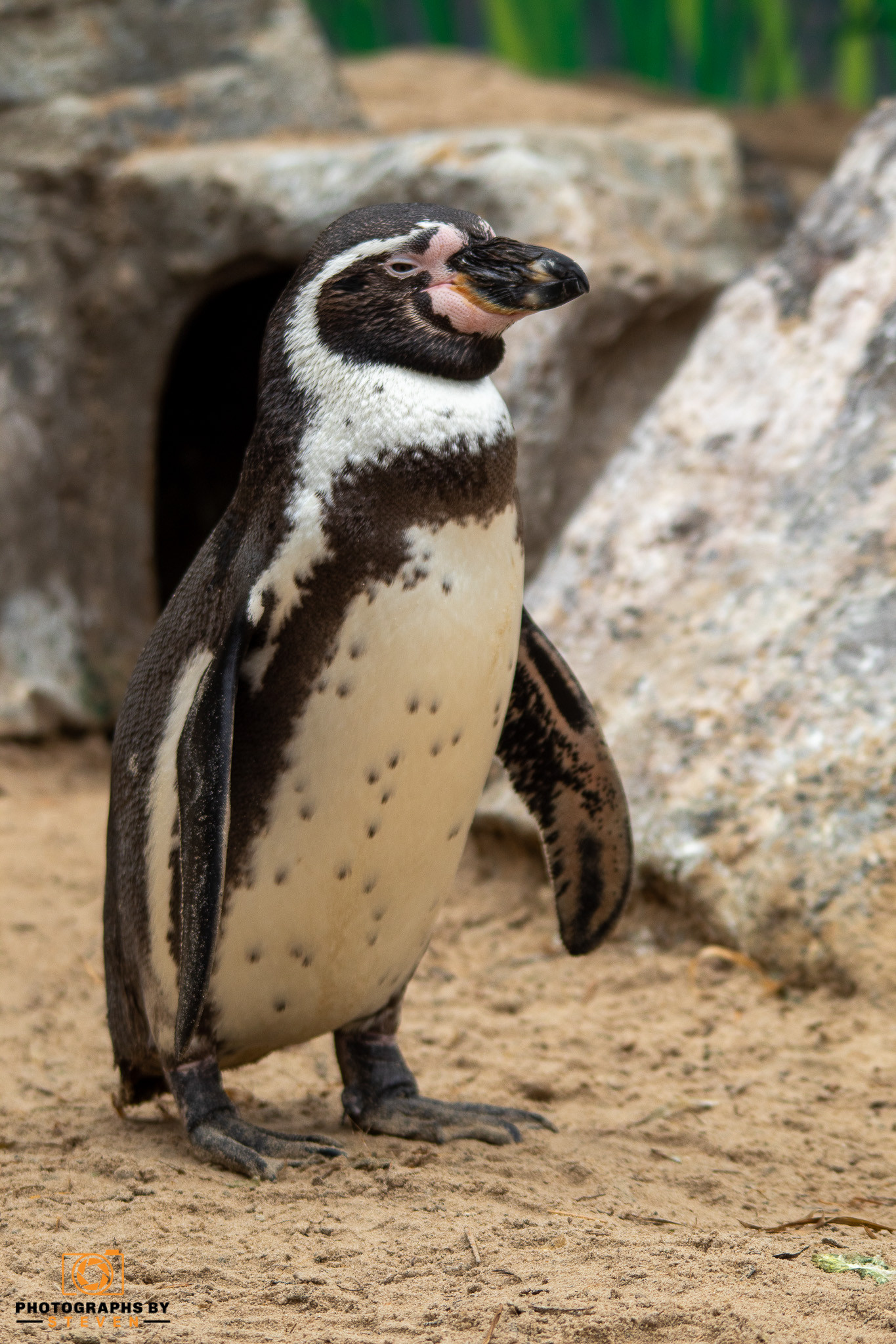 bird animal penguin penguin 