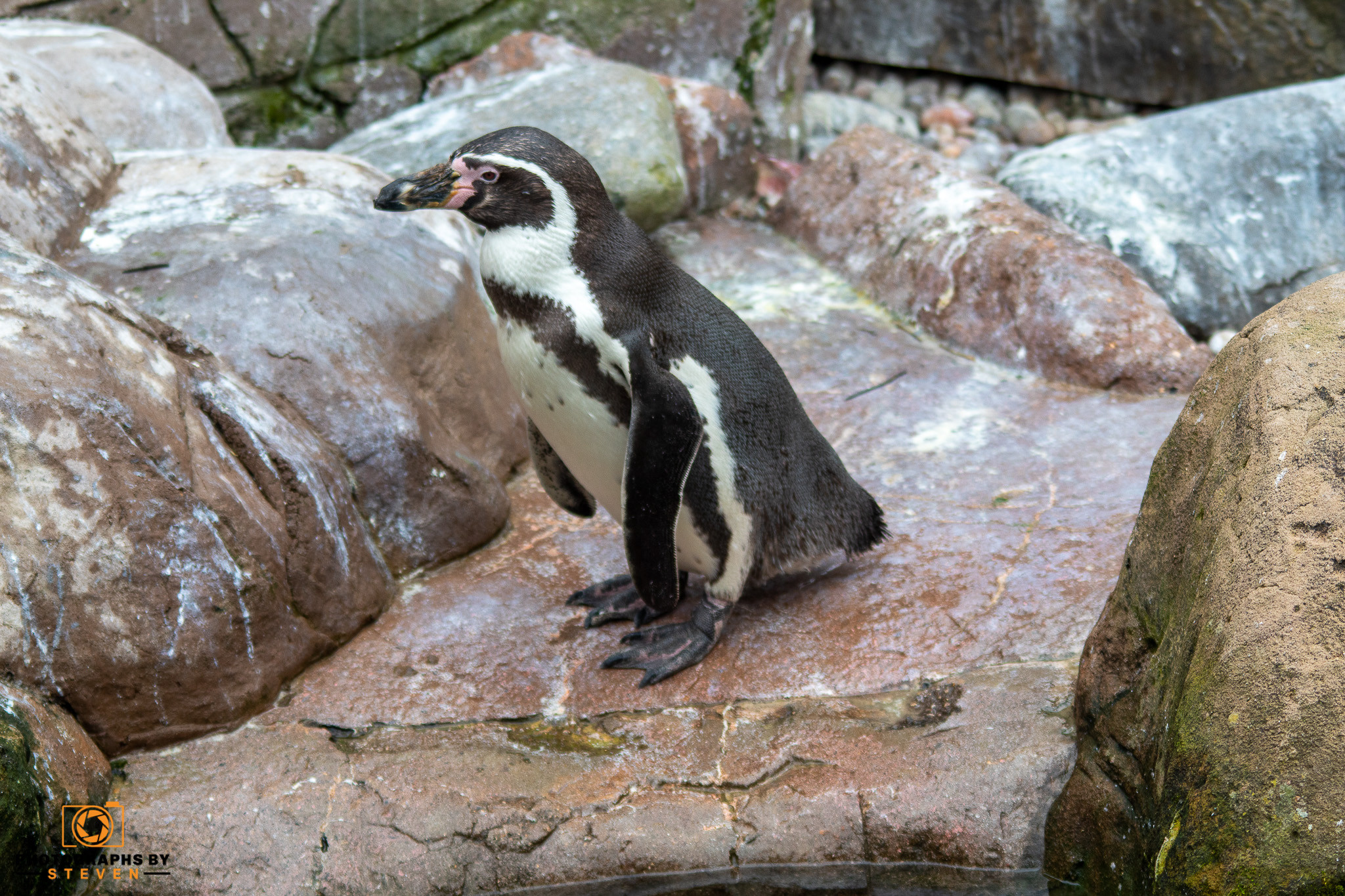 animal bird penguin 