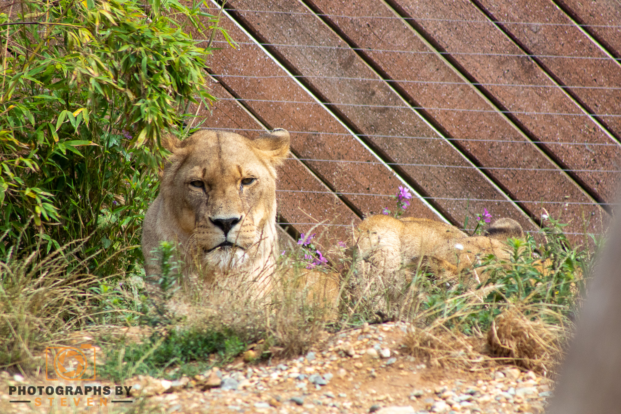 lion animal mammal wildlife 