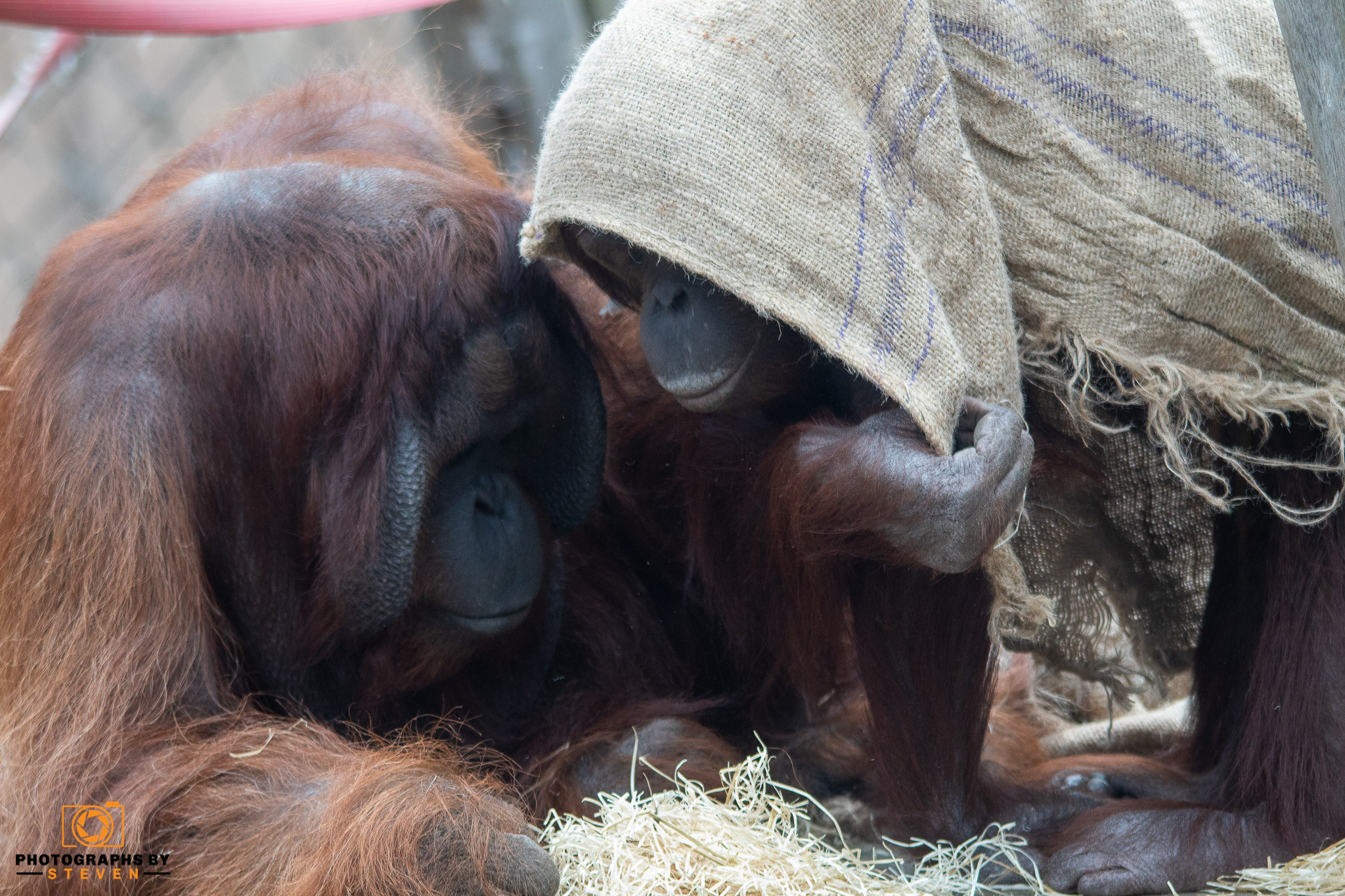 ape wildlife animal mammal orangutan 