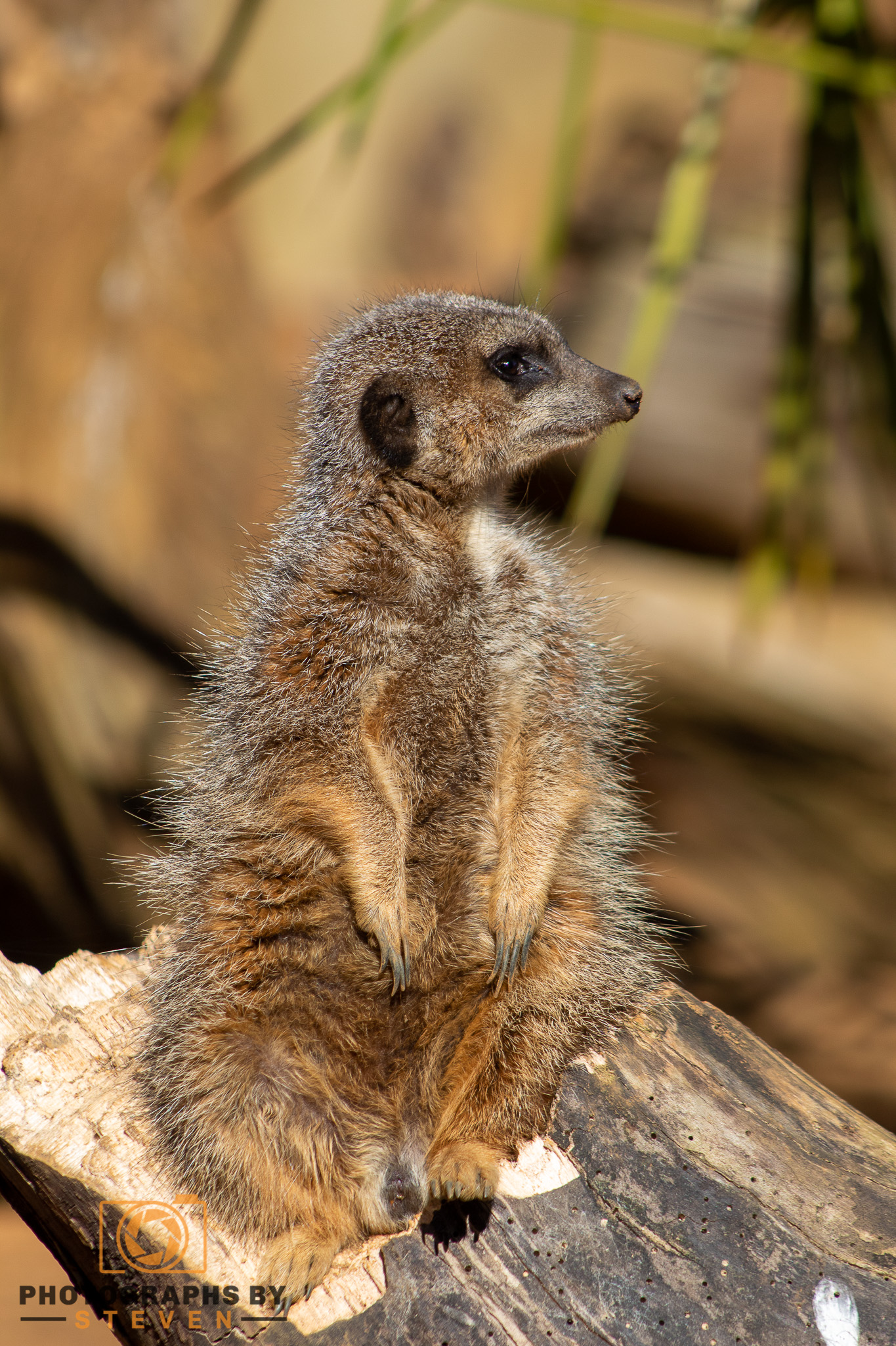 wildlife animal meerkat mammal 