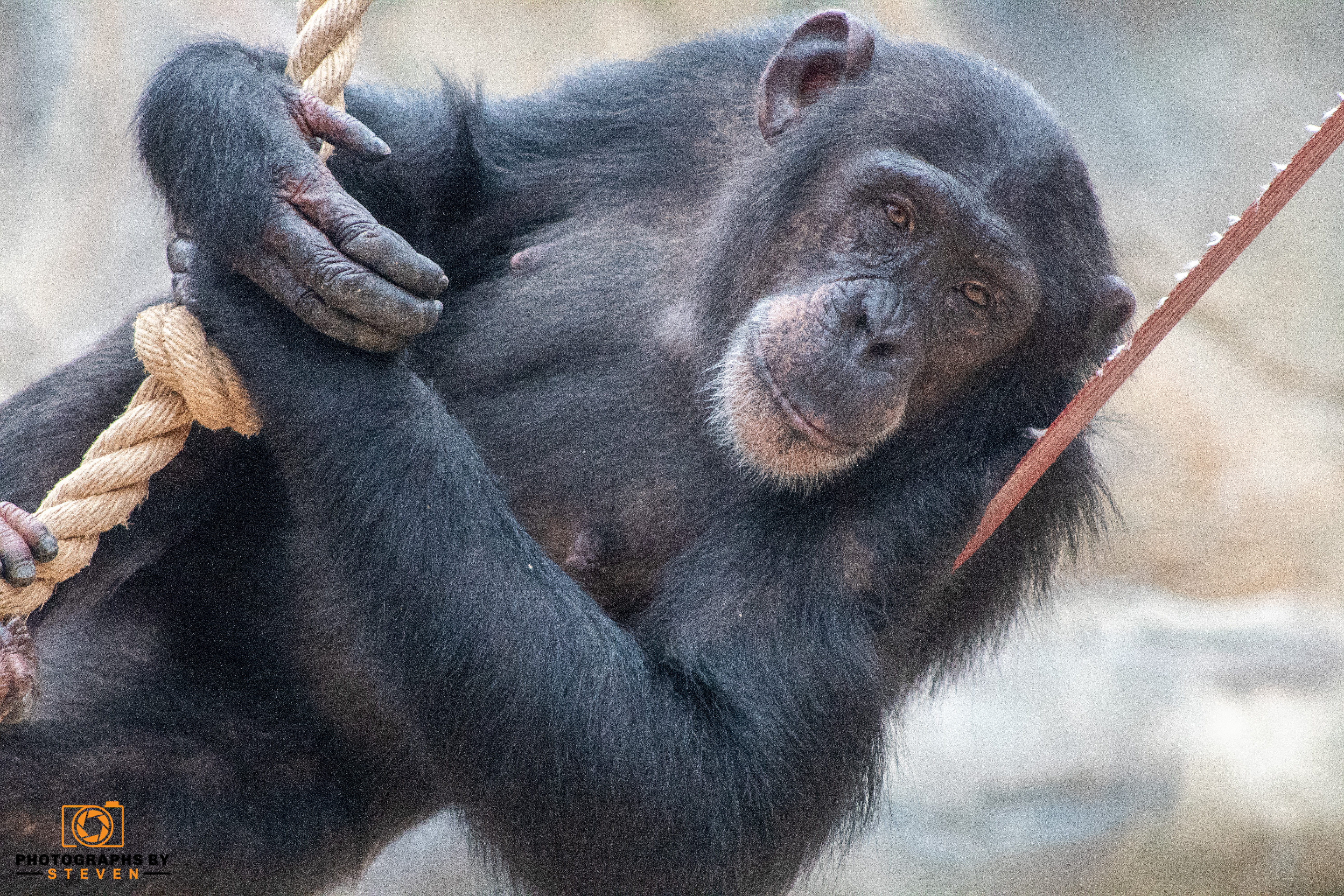 ape animal wildlife mammal 