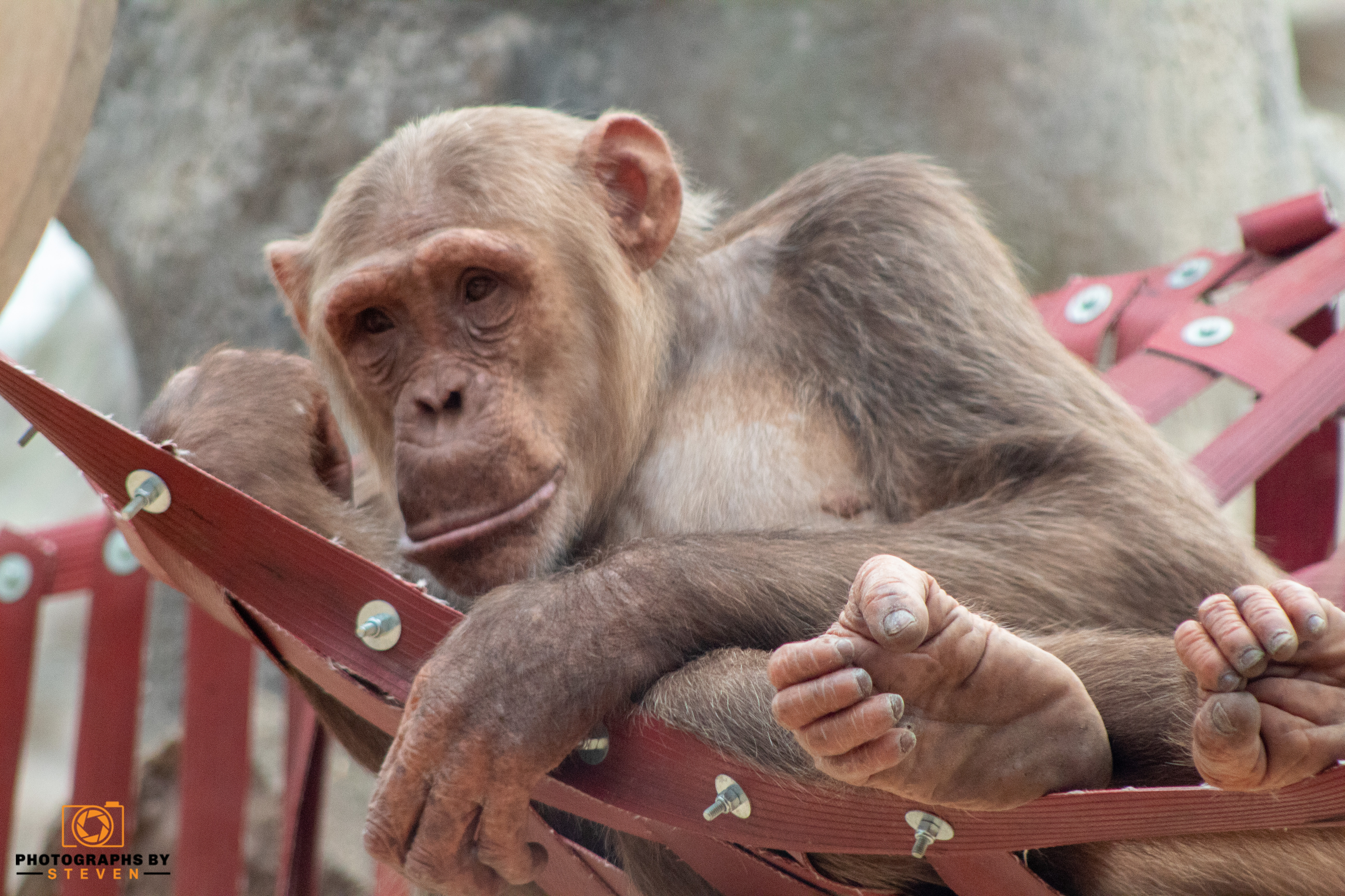 monkey wildlife mammal animal 