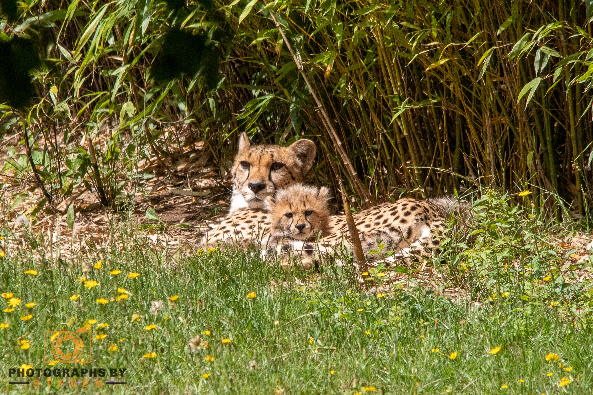 cheetah wildlife animal mammal 
