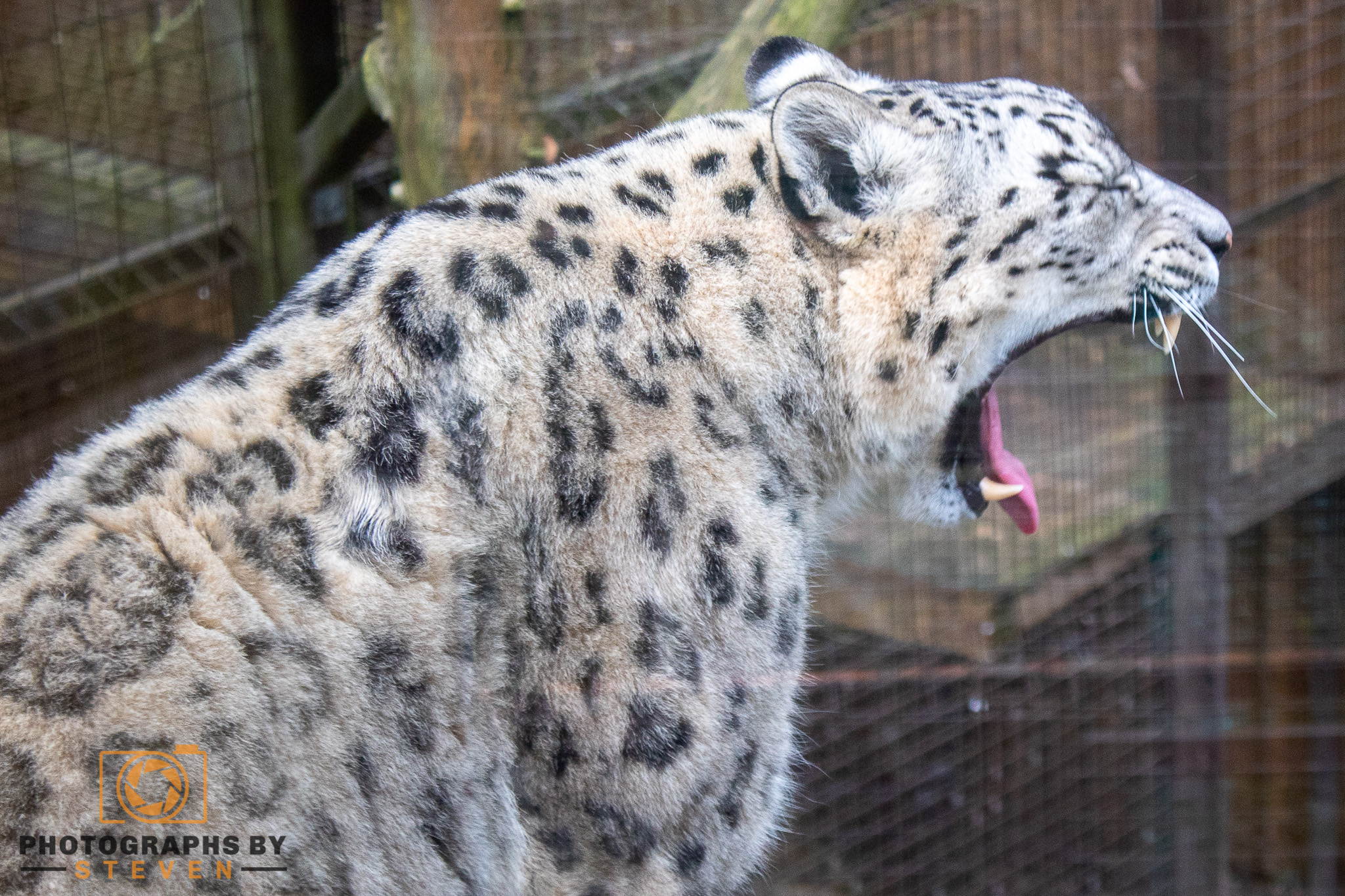 Snow leopard | Photographs by Steven