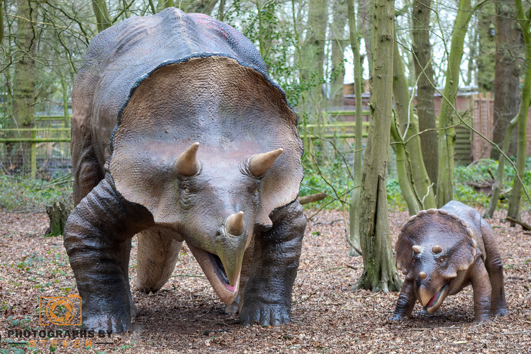 mammal animal wildlife 