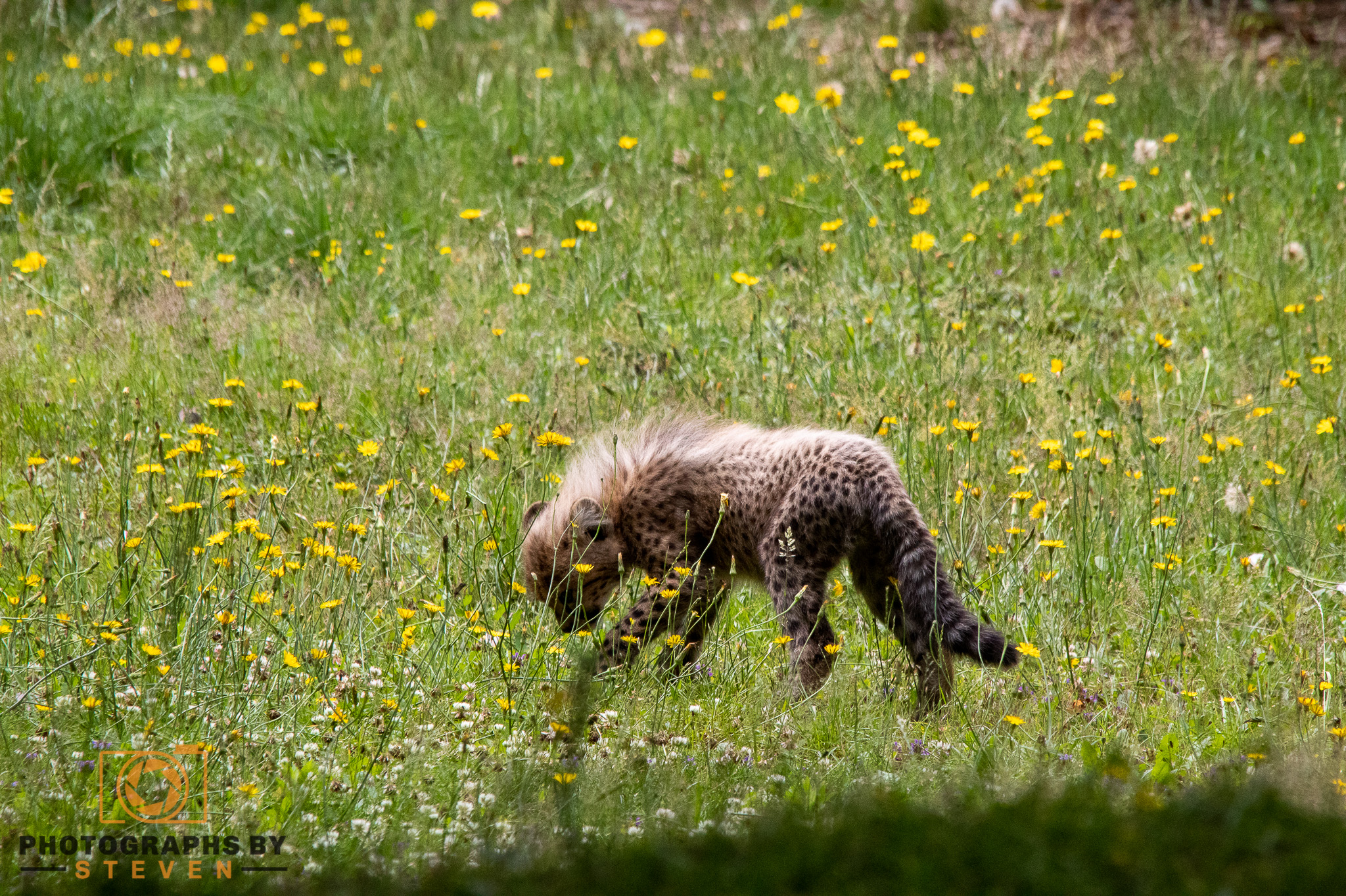 wildlife animal 