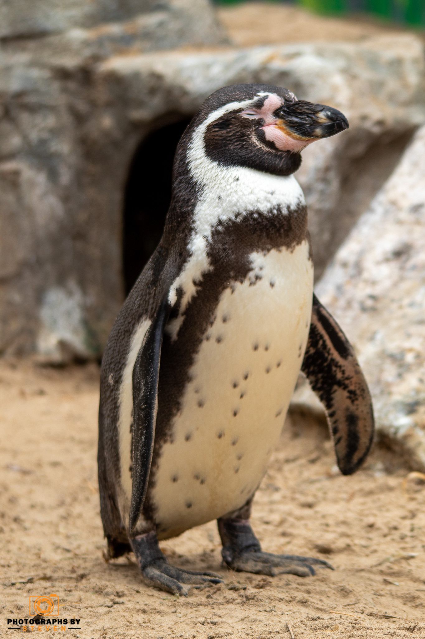 penguin penguin bird animal 
