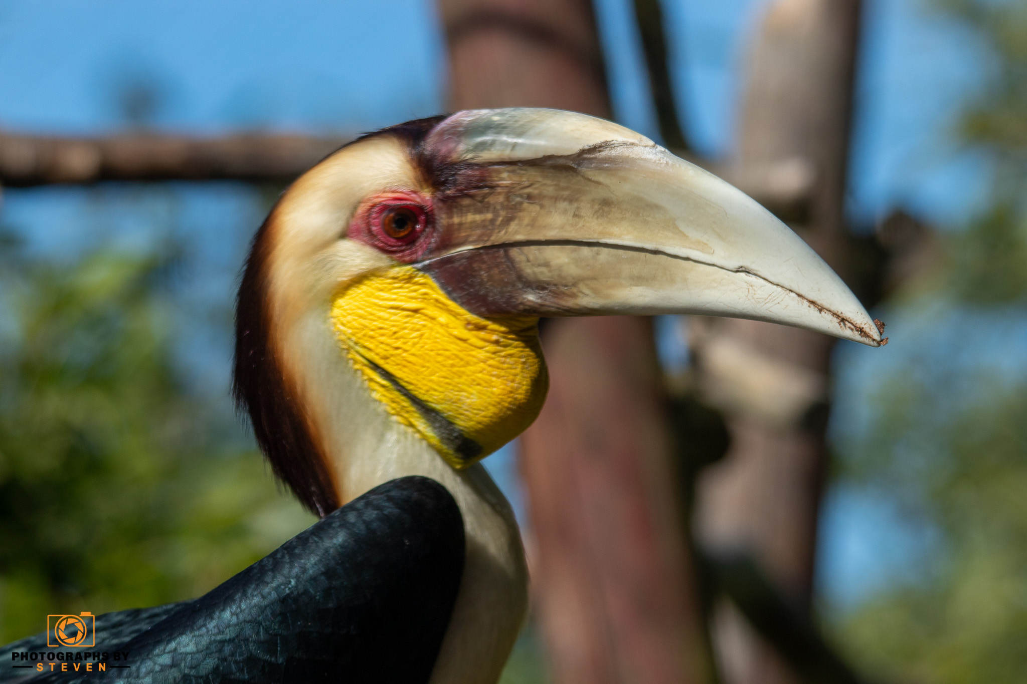 hornbill bird animal 