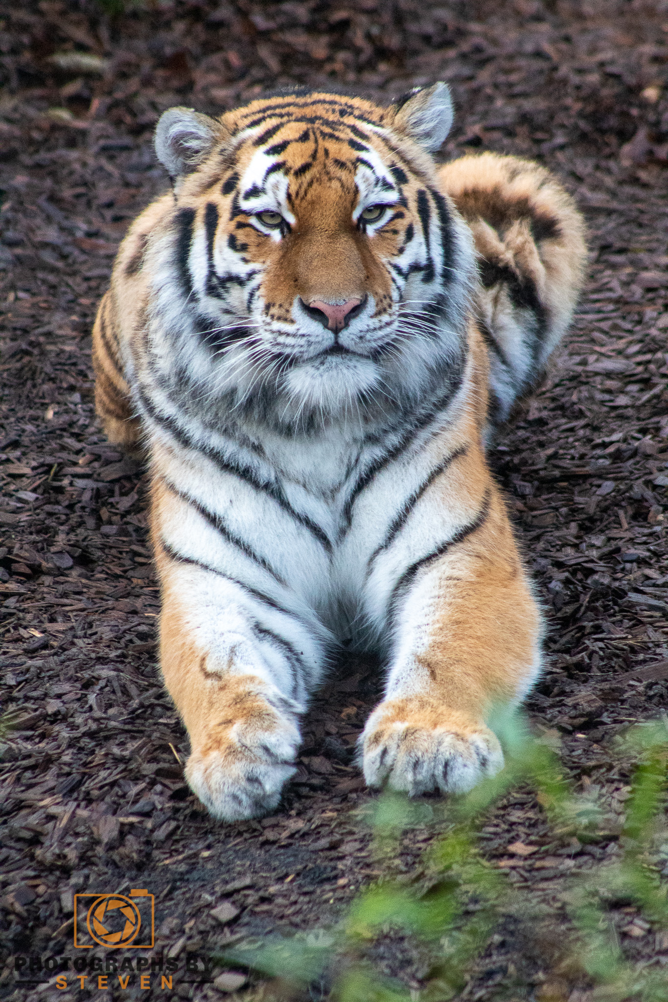 tiger animal mammal wildlife 
