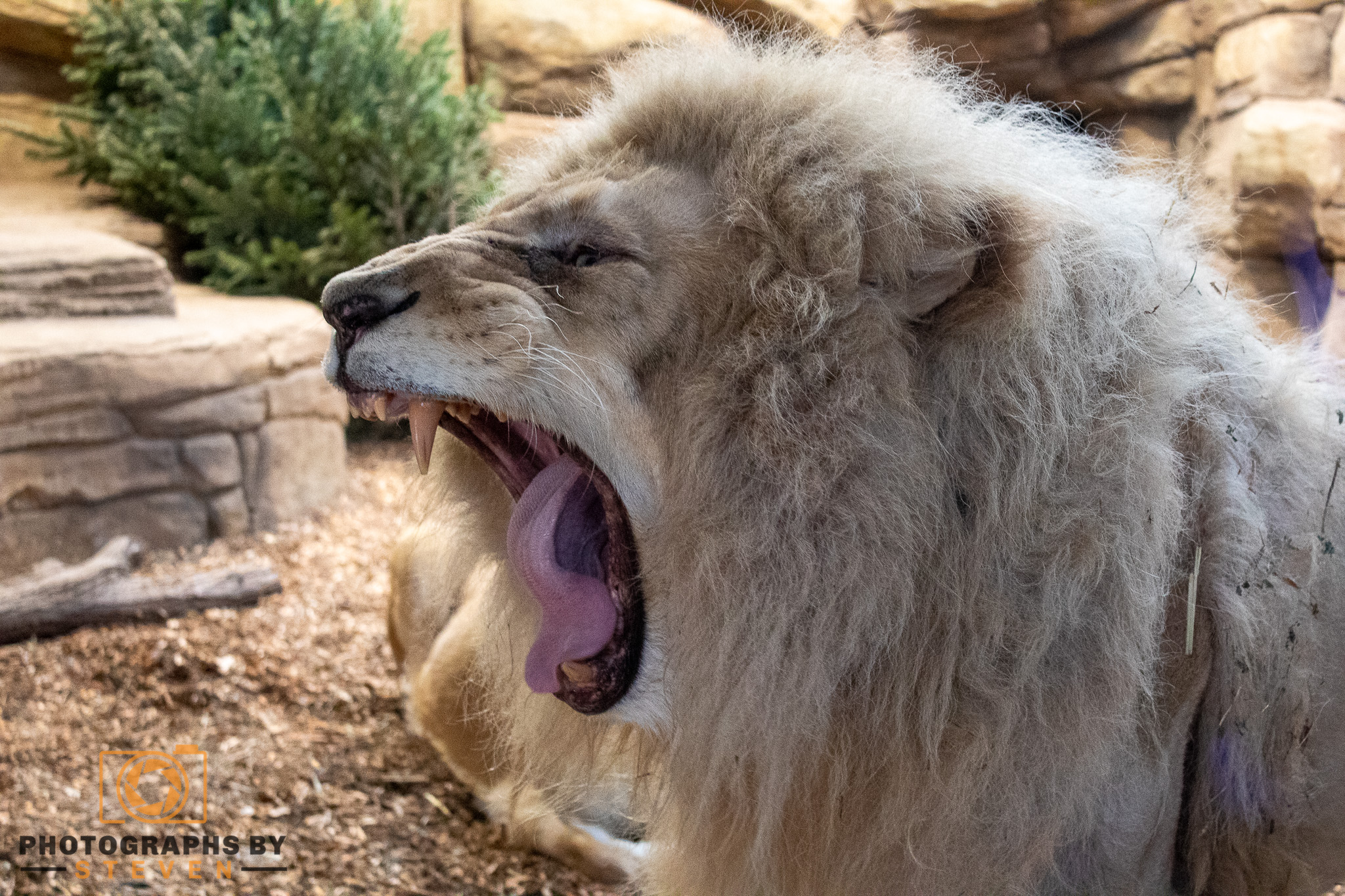 White Lion