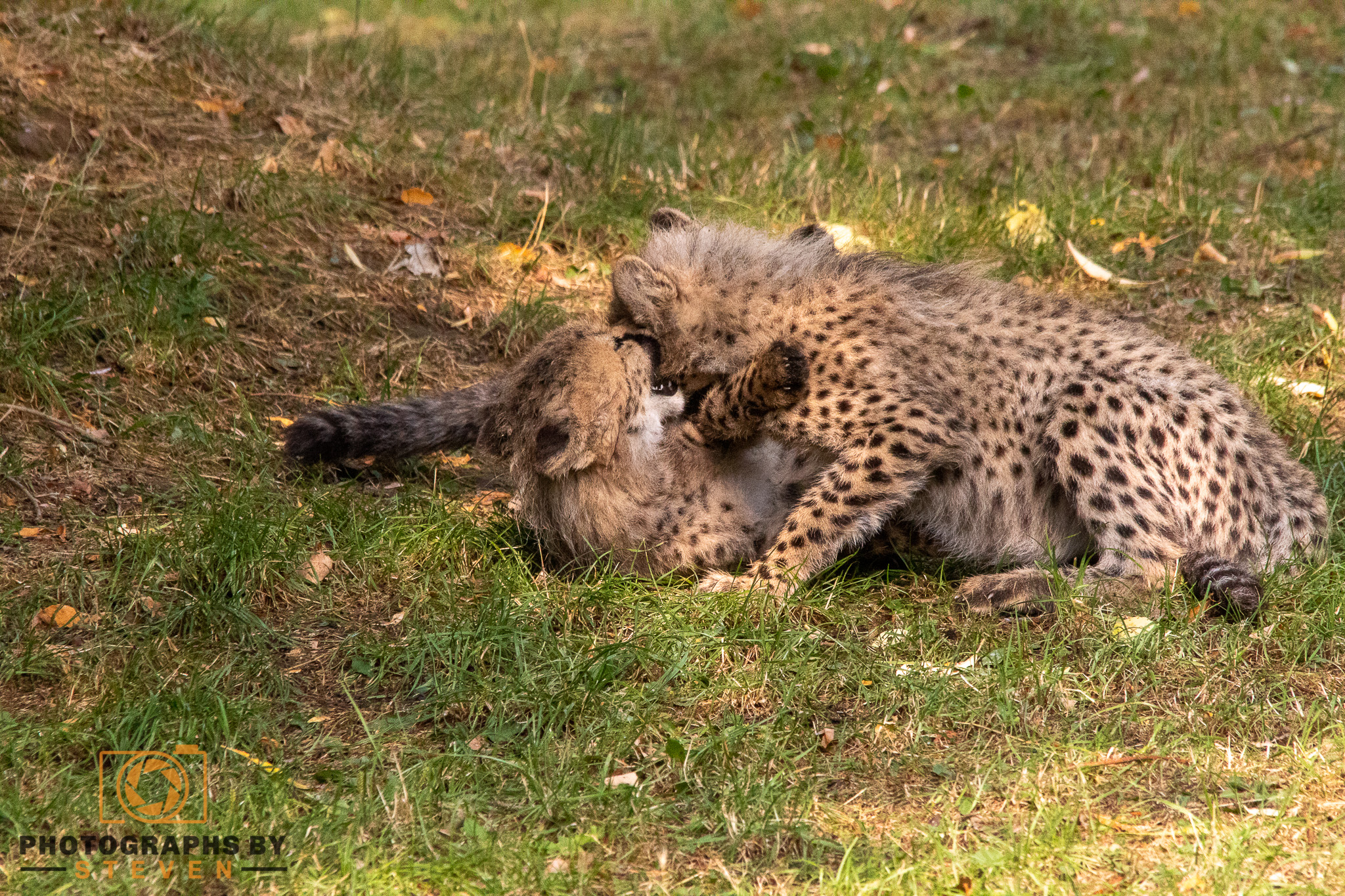 cheetah wildlife mammal animal 