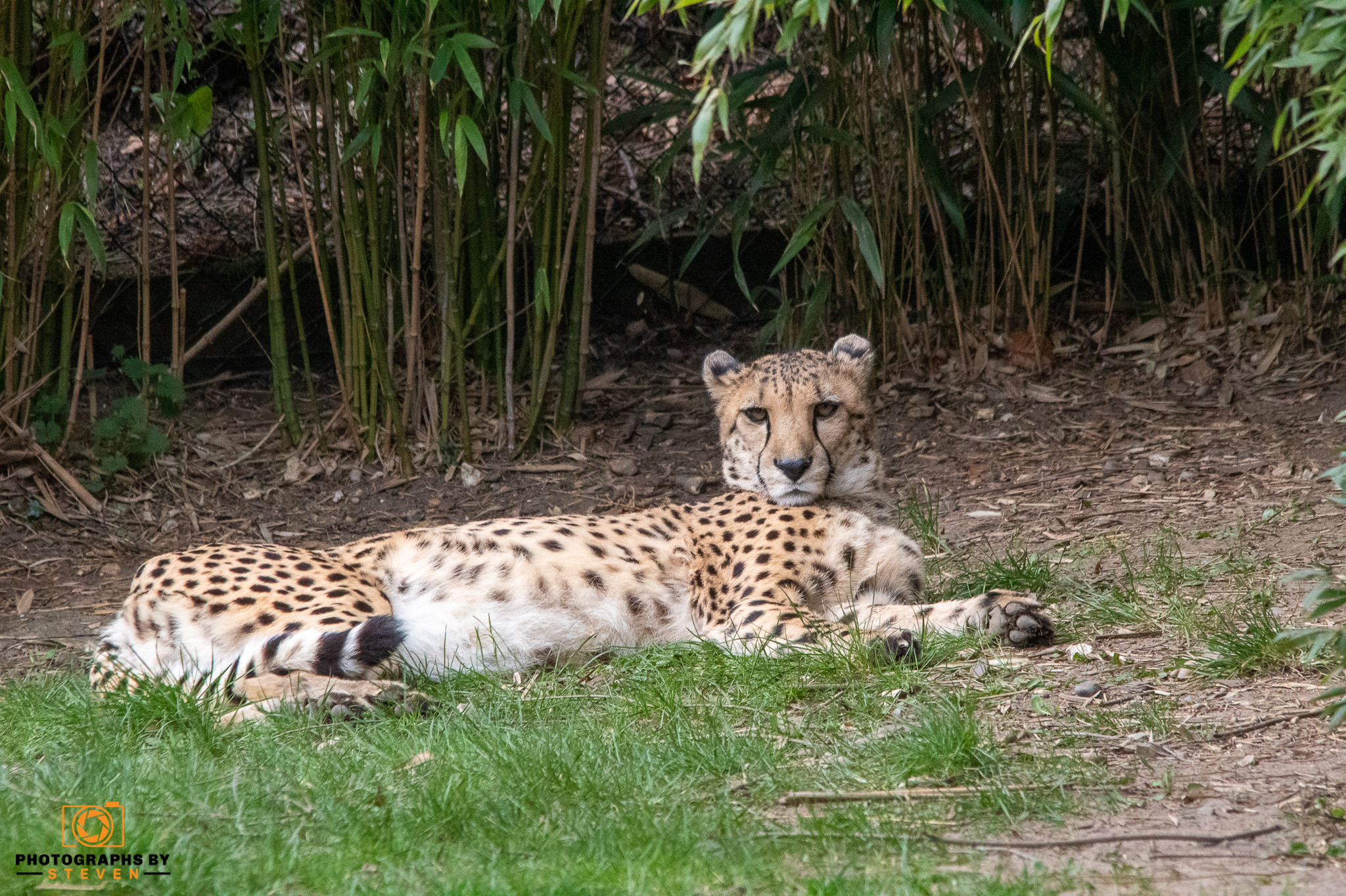 cheetah mammal animal wildlife leopard 