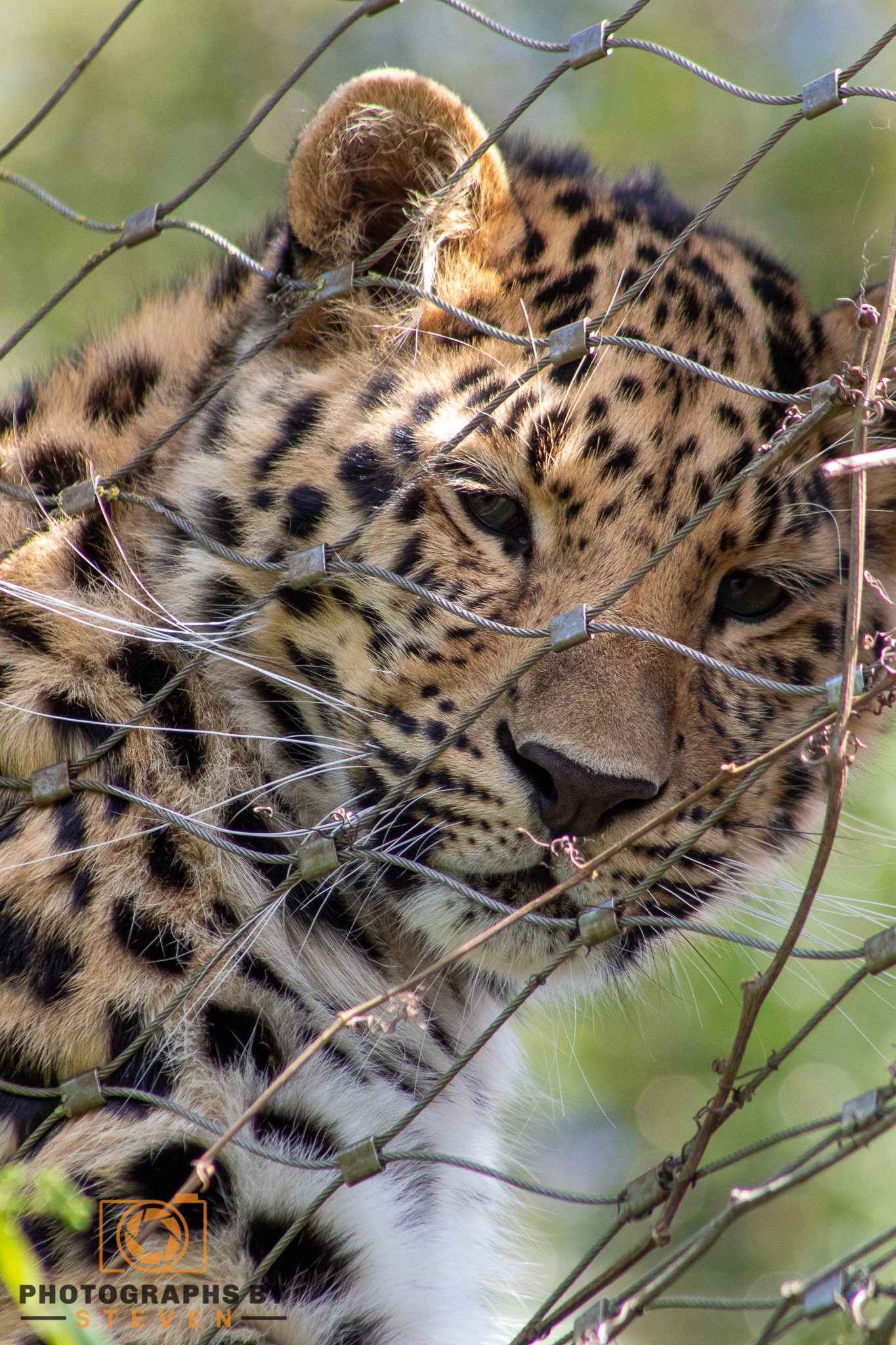 leopard wildlife animal mammal 