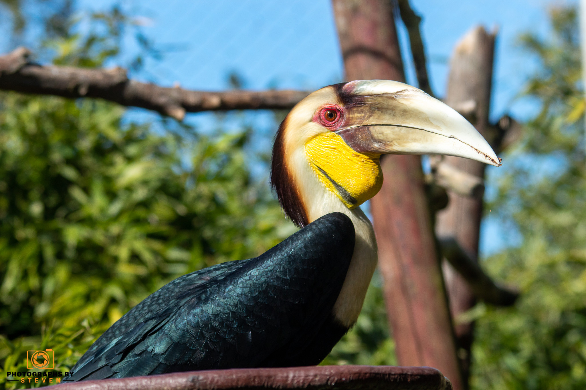 toucan bird animal hornbill 