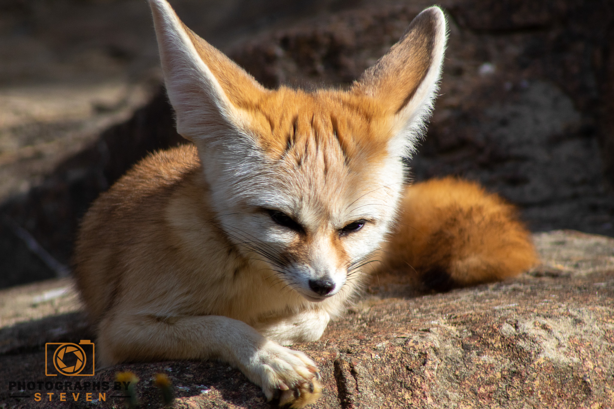 fennec fox wildlife mammal animal canine 