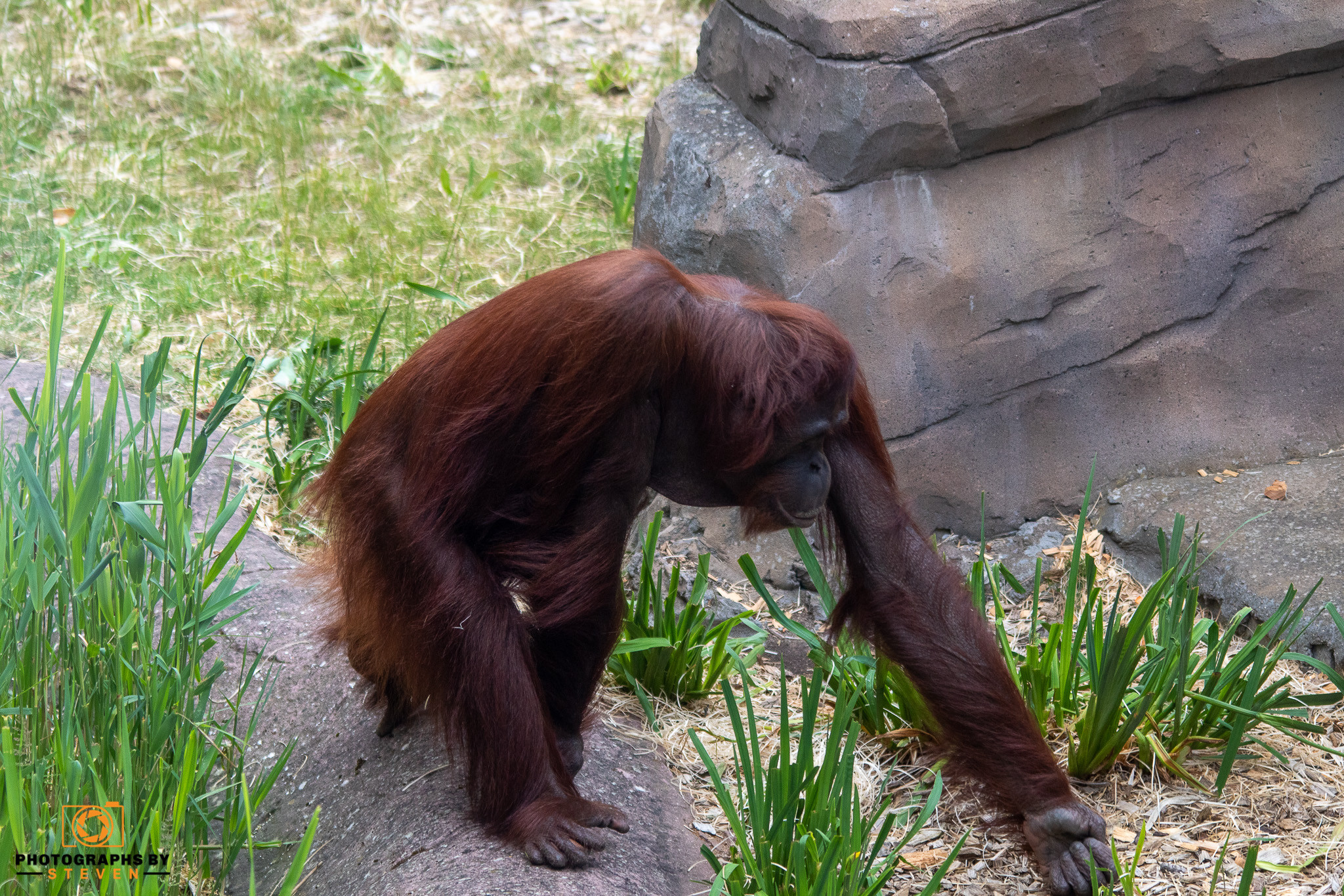 orangutan animal mammal wildlife 