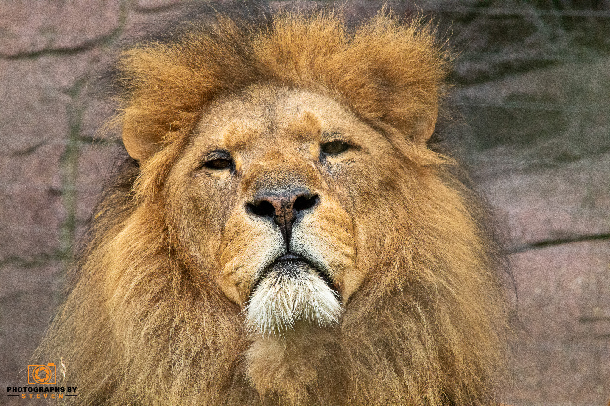 Close up of an African Lion