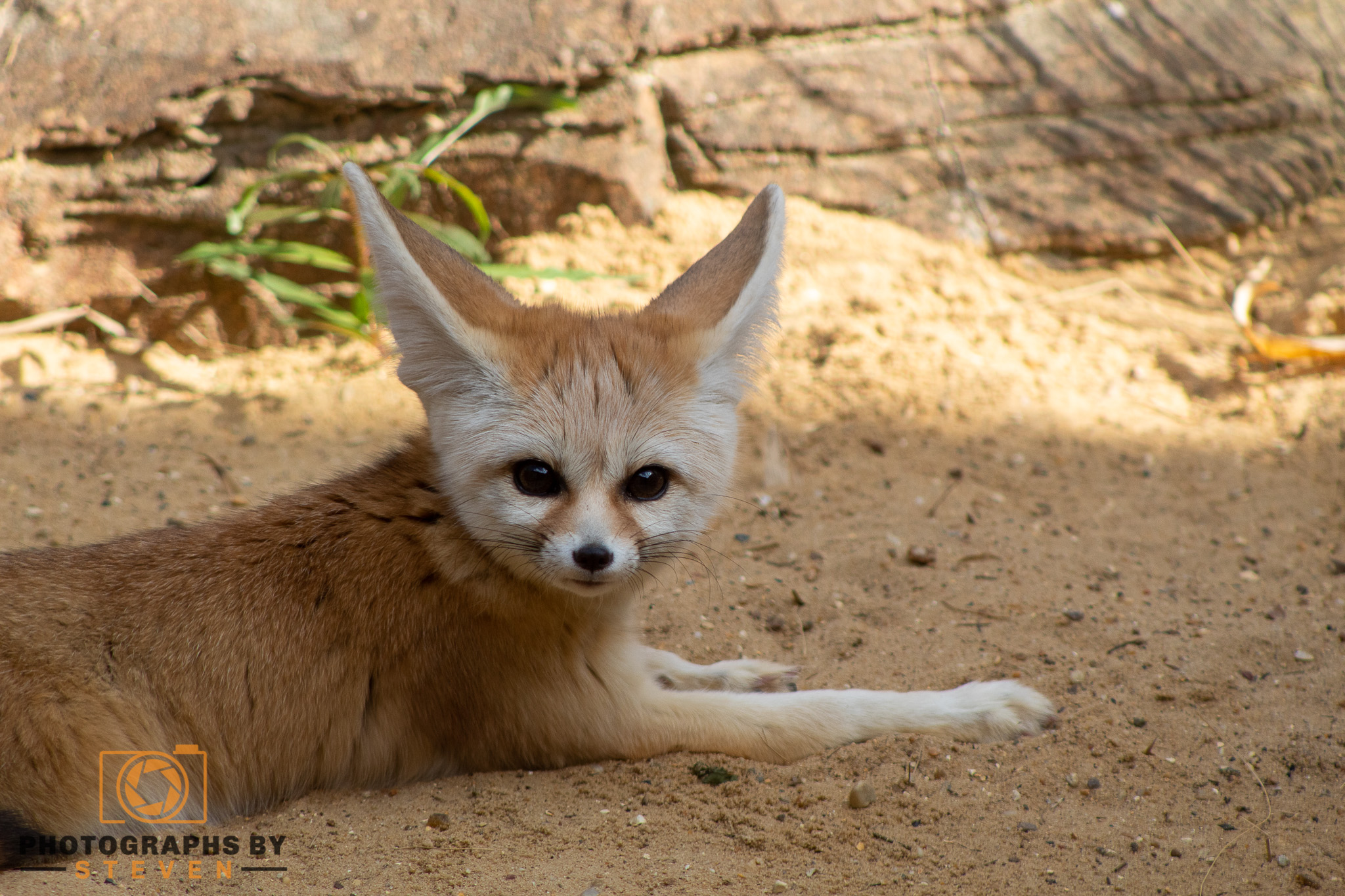 fennec fox wildlife animal mammal canine 