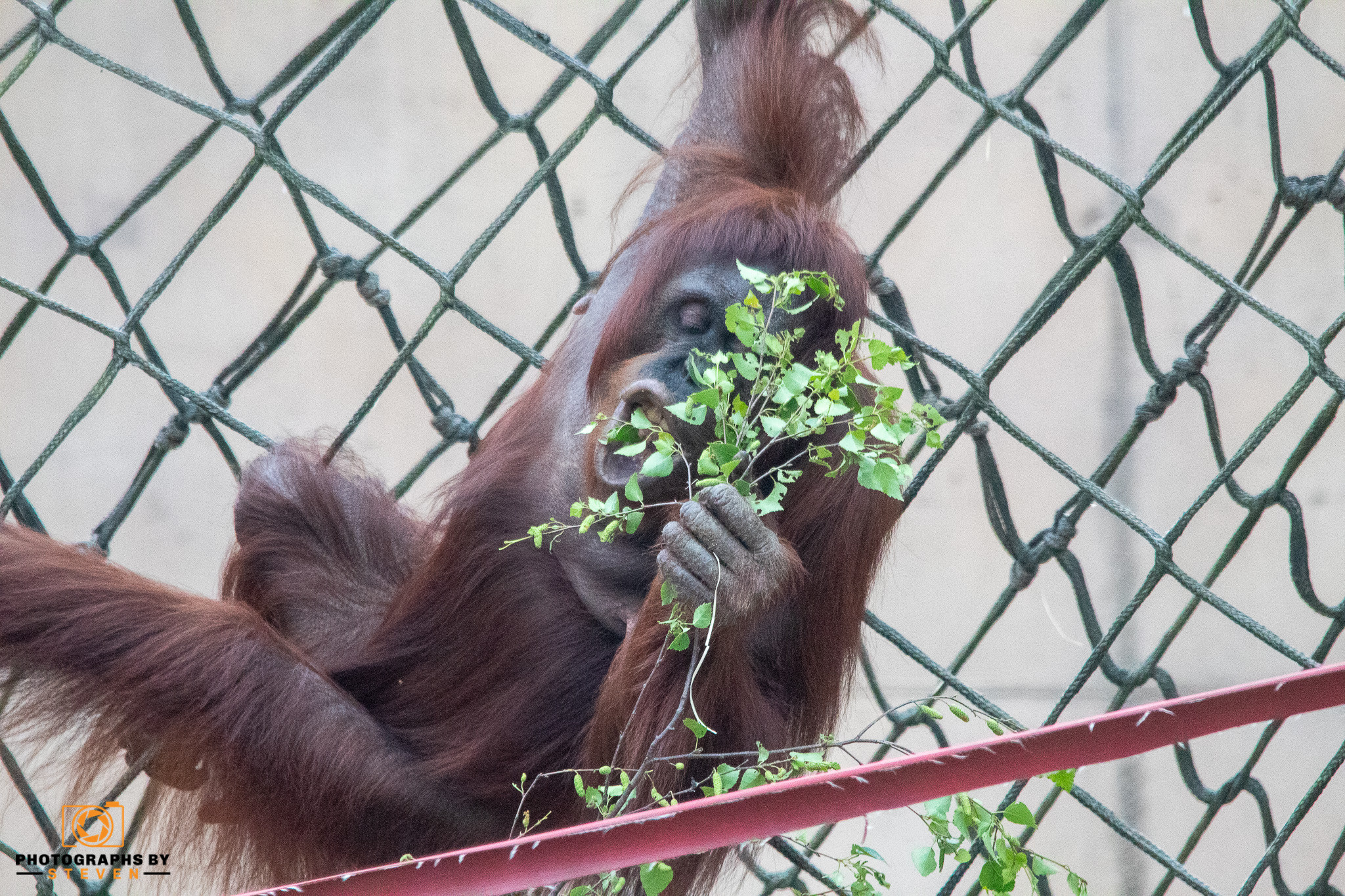 orangutan wildlife mammal animal zoo 