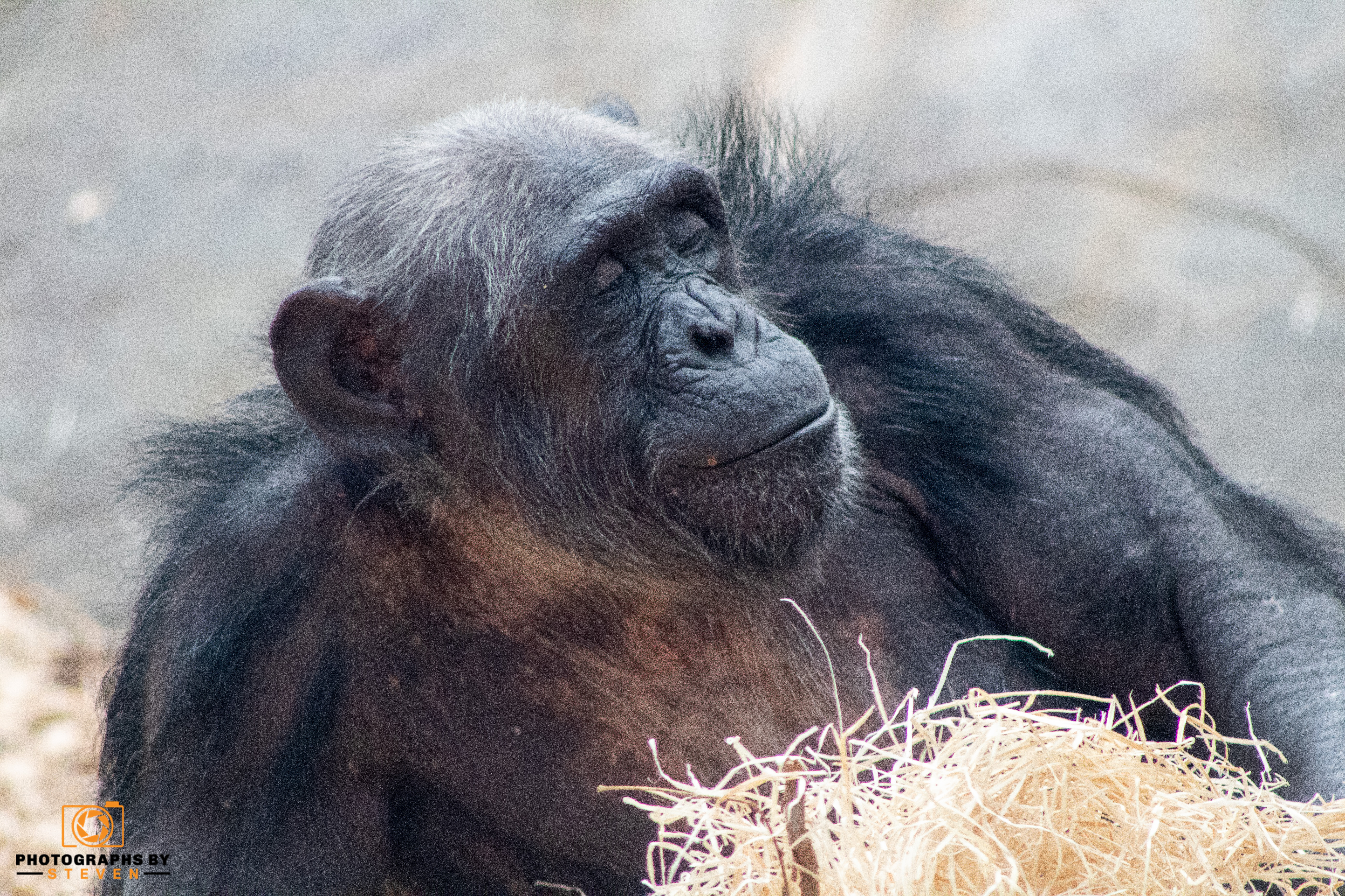 ape wildlife mammal animal 