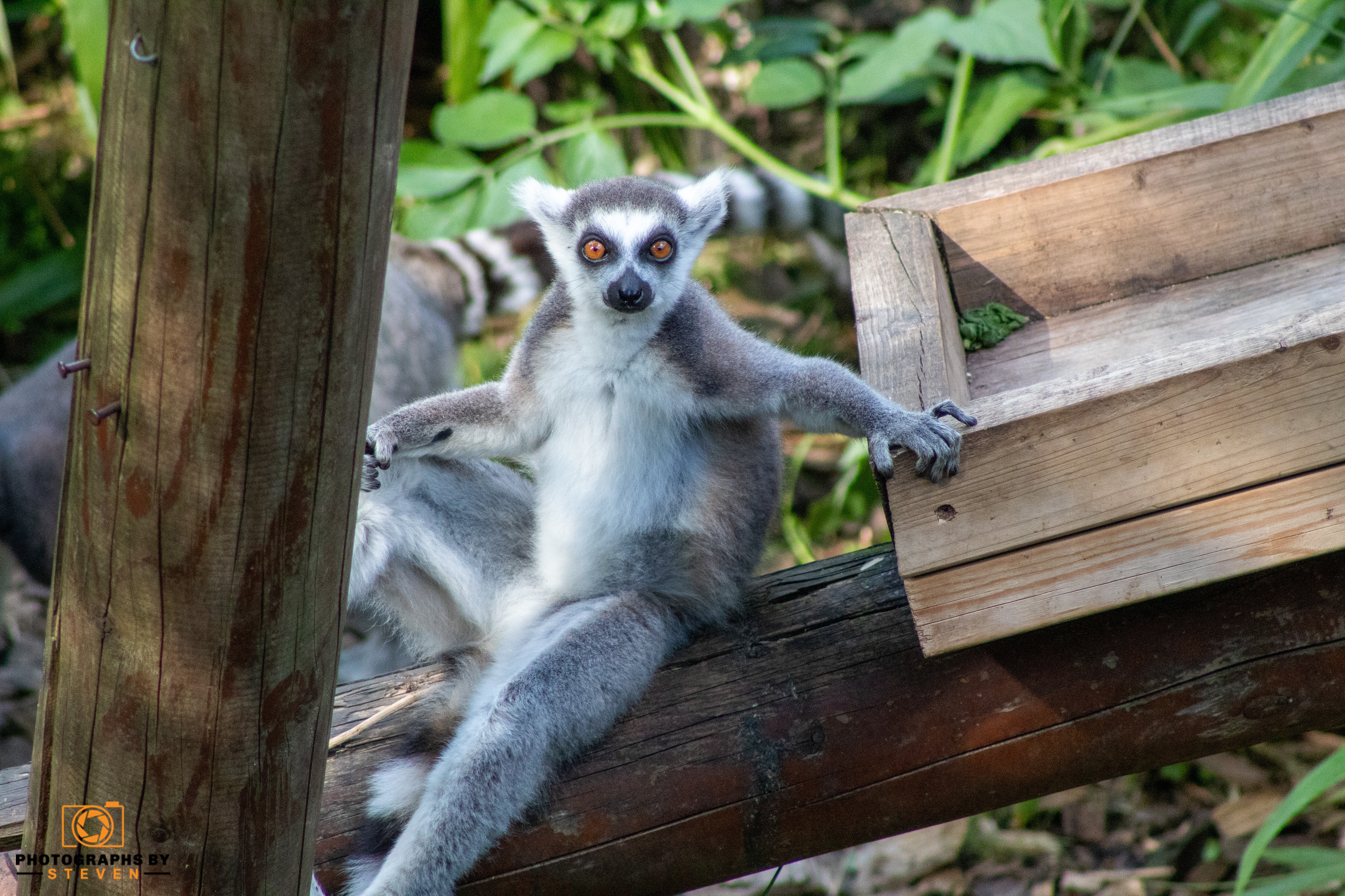 lemur wildlife mammal animal 