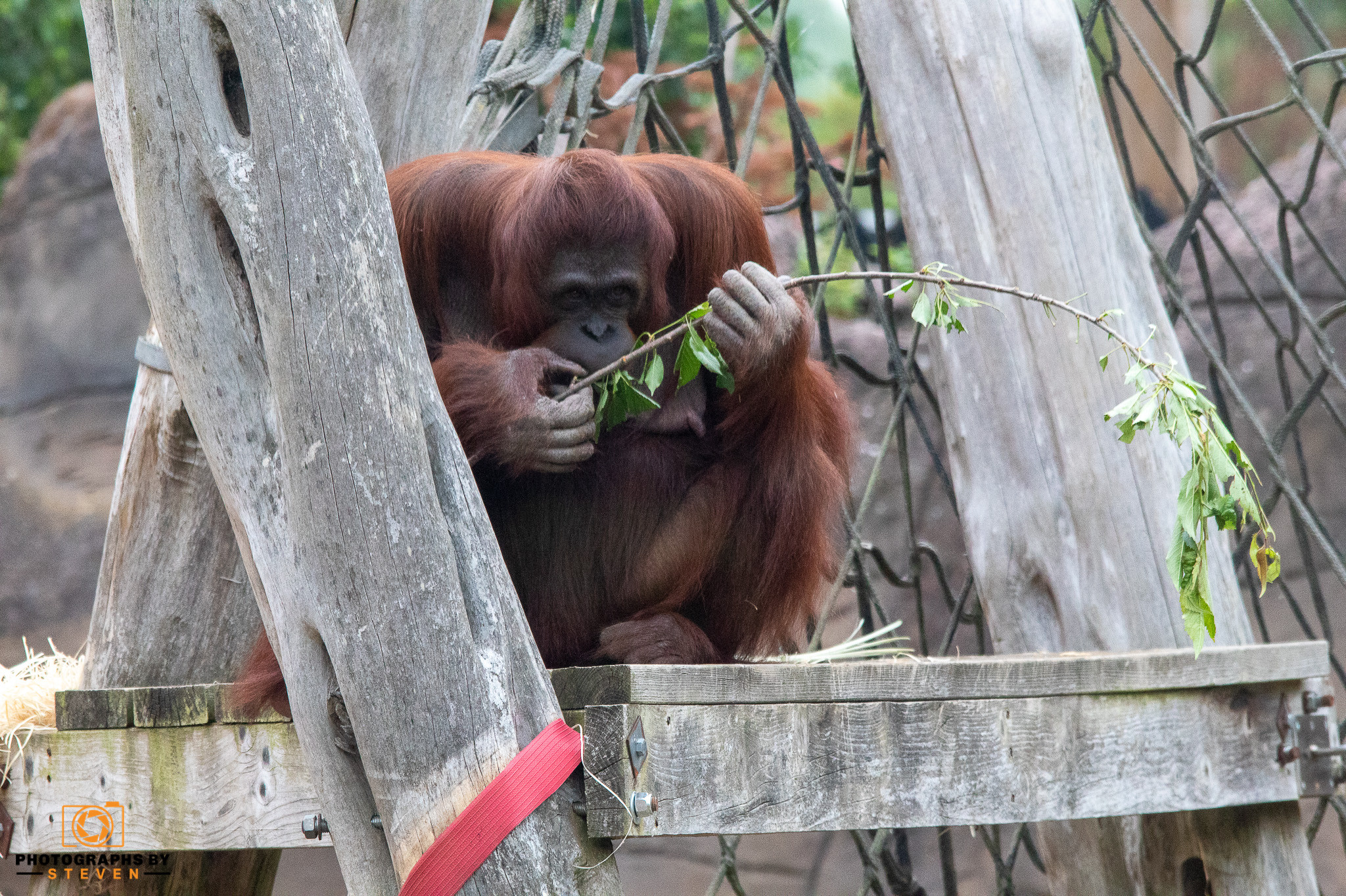orangutan wildlife animal mammal 